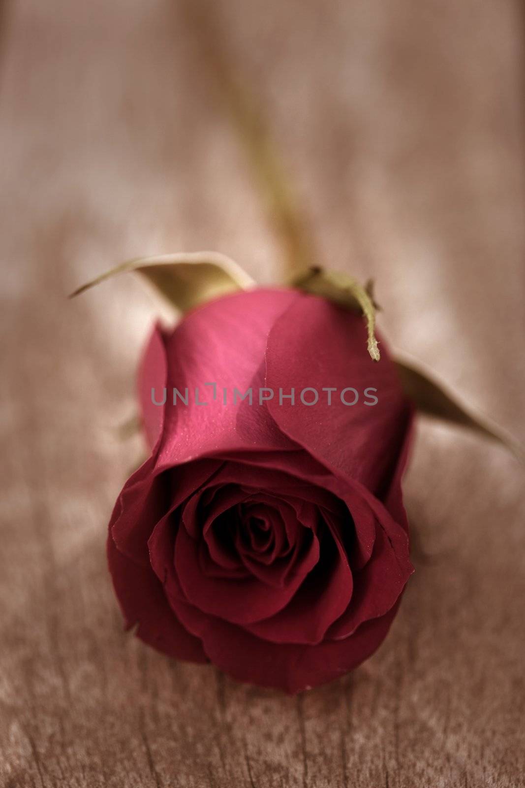 Red rose over old aged teak wood by lunamarina