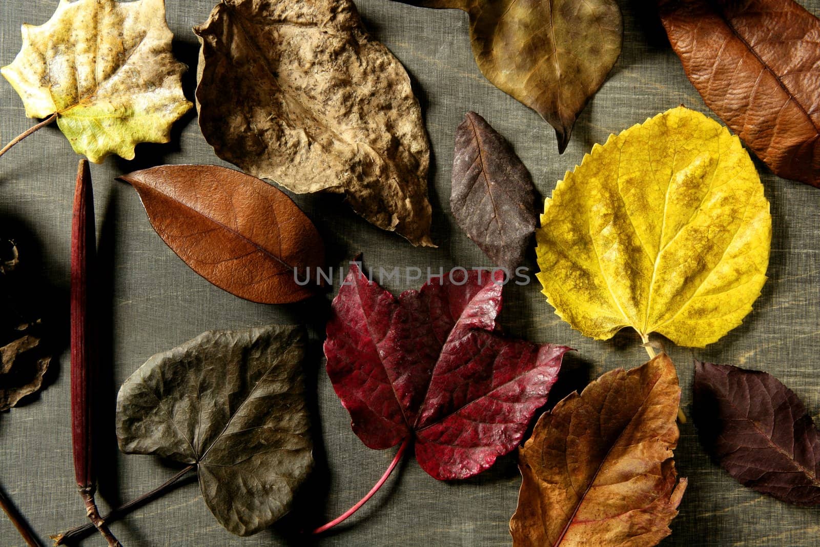 Still of autumn leaves, dark wood background, fall image by lunamarina