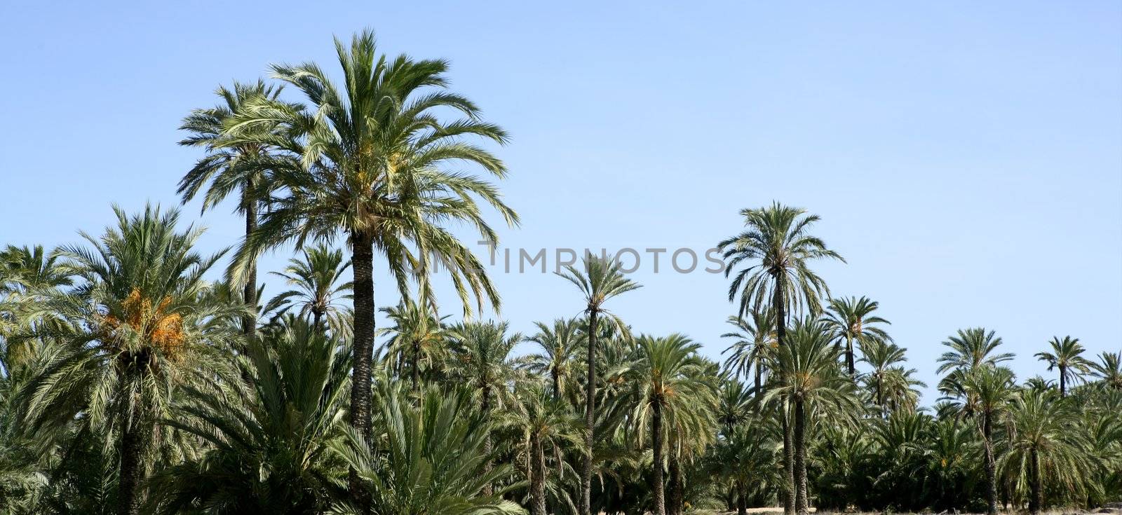 Palm tree forest in Elche, Spain. Mediterranean Phoenix Canariensis