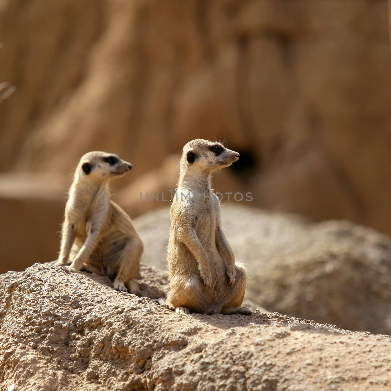 Two suricata standing alert. Suricate couple over a brown rock