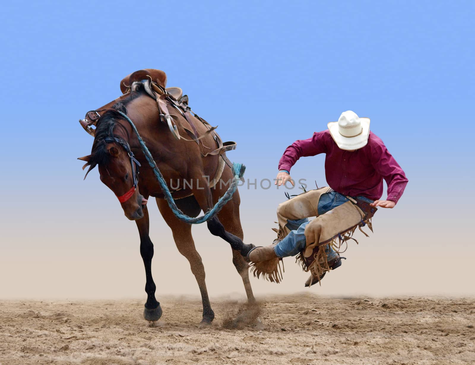 Cowboy bucked of a bucking Bronco isolated with path