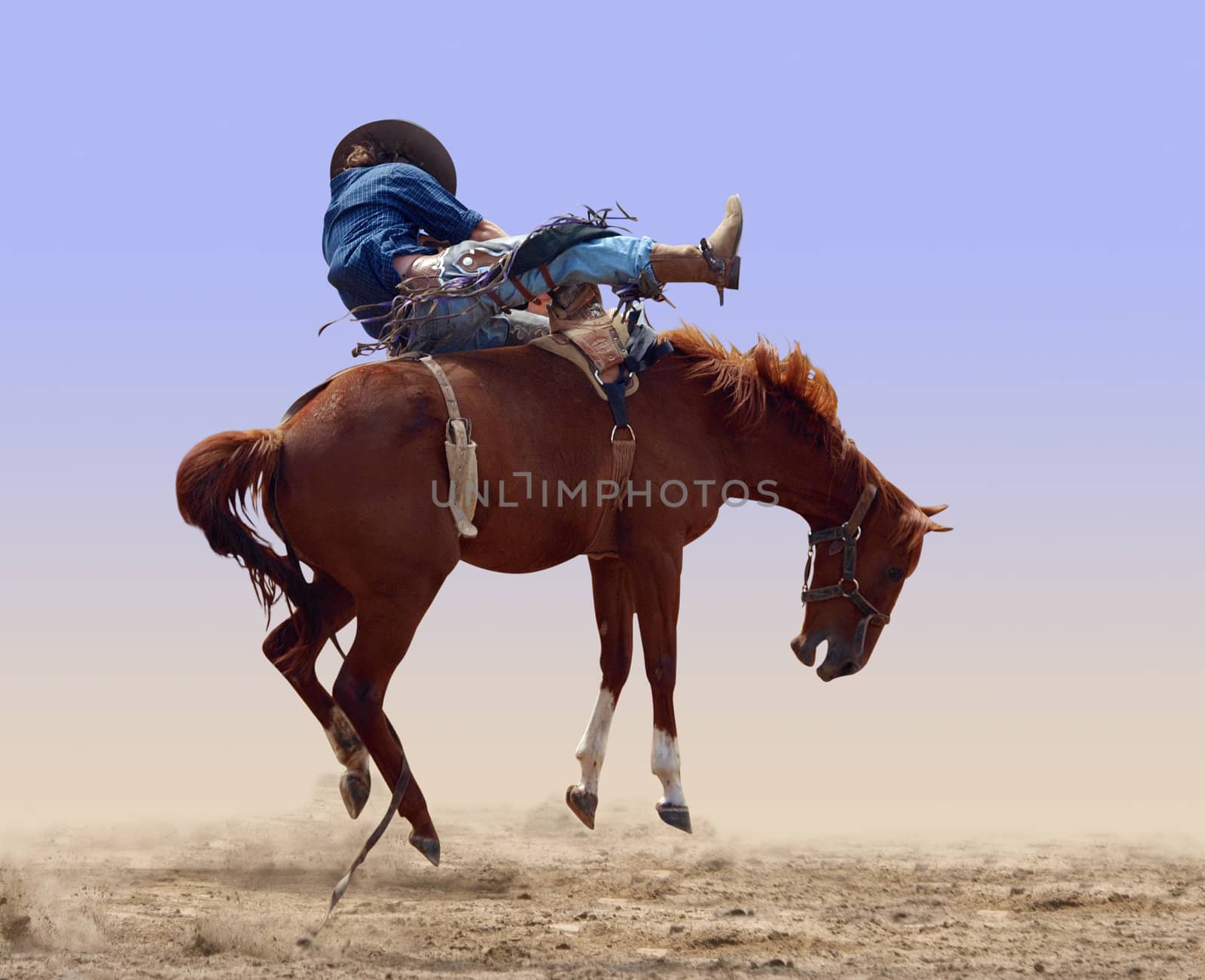 Bucking Rodeo Horse isolated with clipping path 
