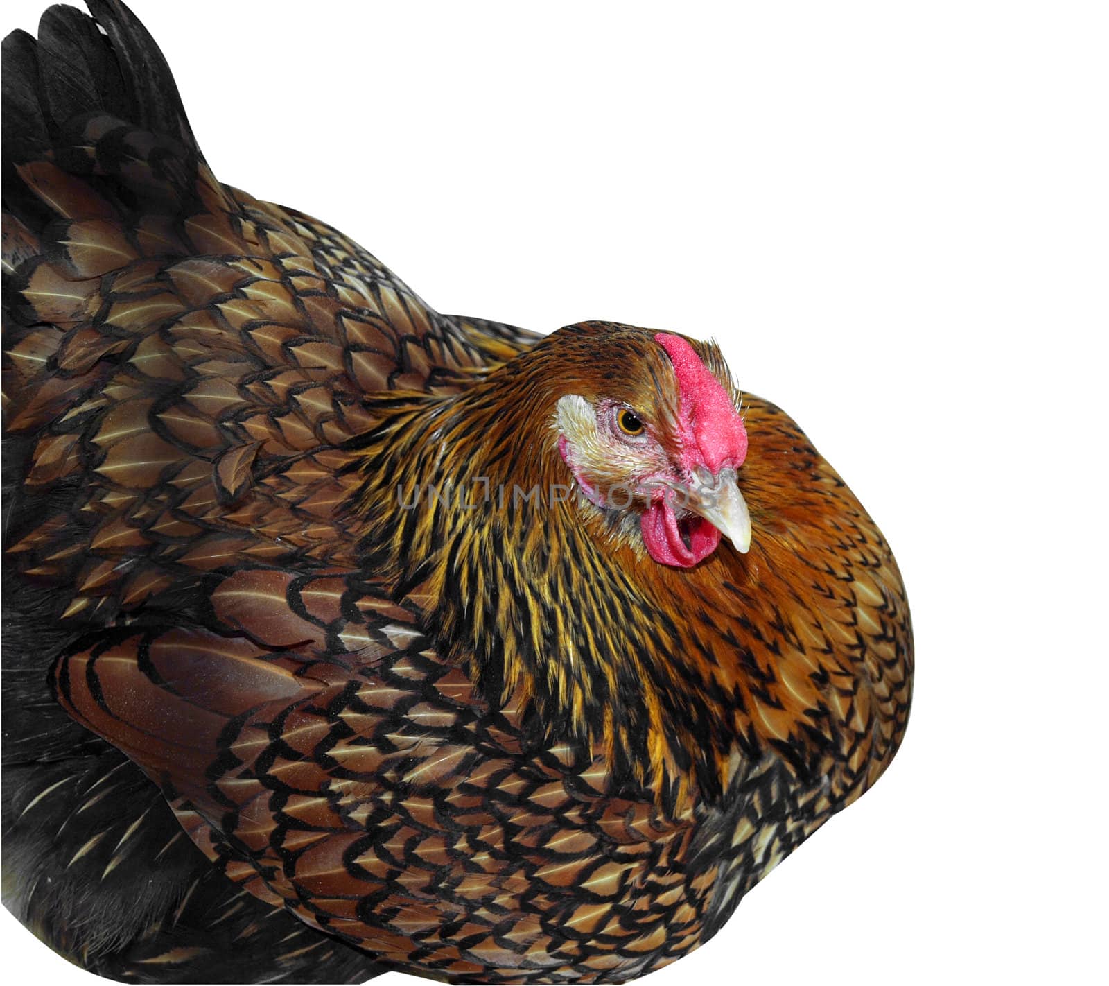 Golden Wyandotte Hen Sitting isolated with clipping path