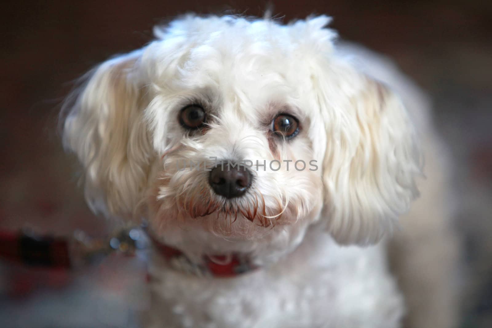 small, cute, white dog looks into the camera - close-up