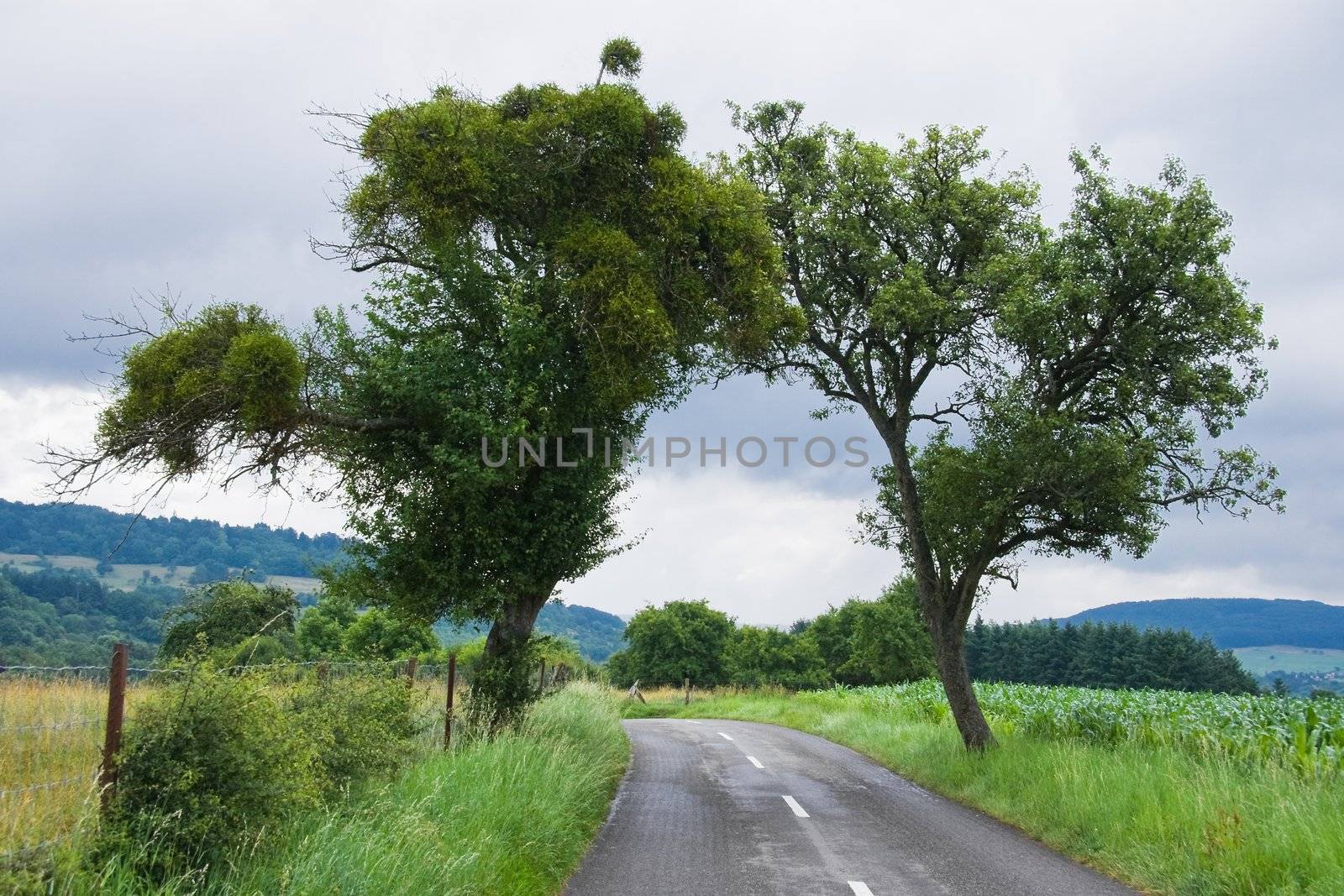 Apple tree along the road overgrown with mistletoe plants