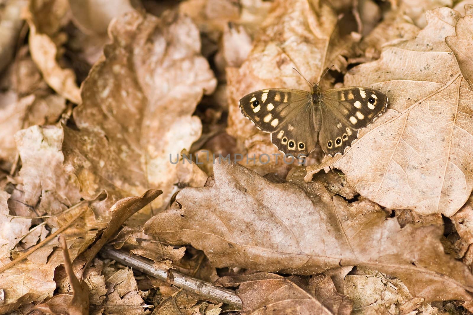 Speckled wood resting on dead leaves in forest on summer morning