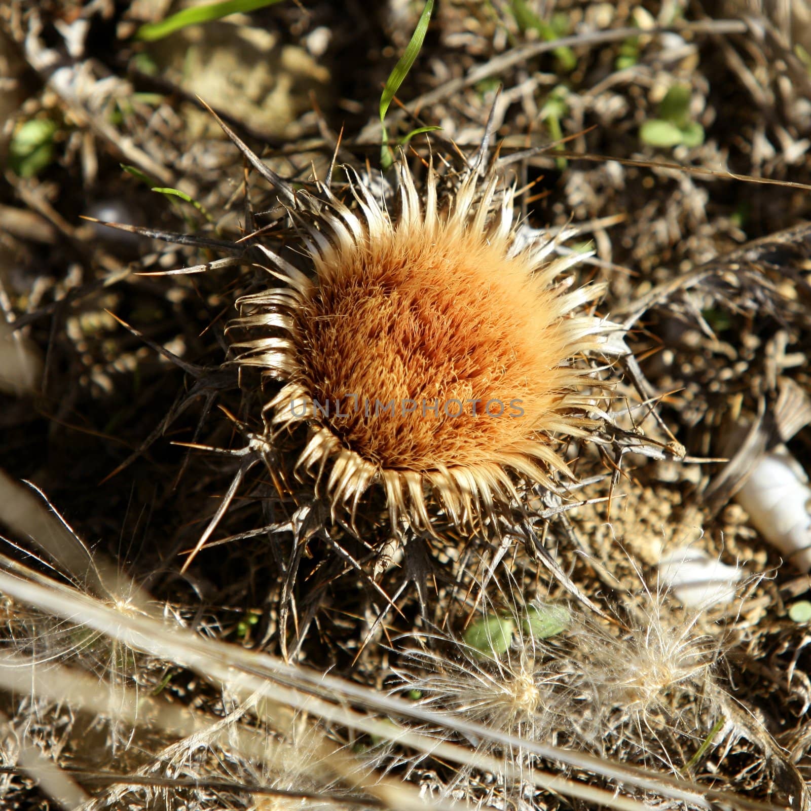 Creeping thistle. Golden, dried nature macro plant from mediterranean area