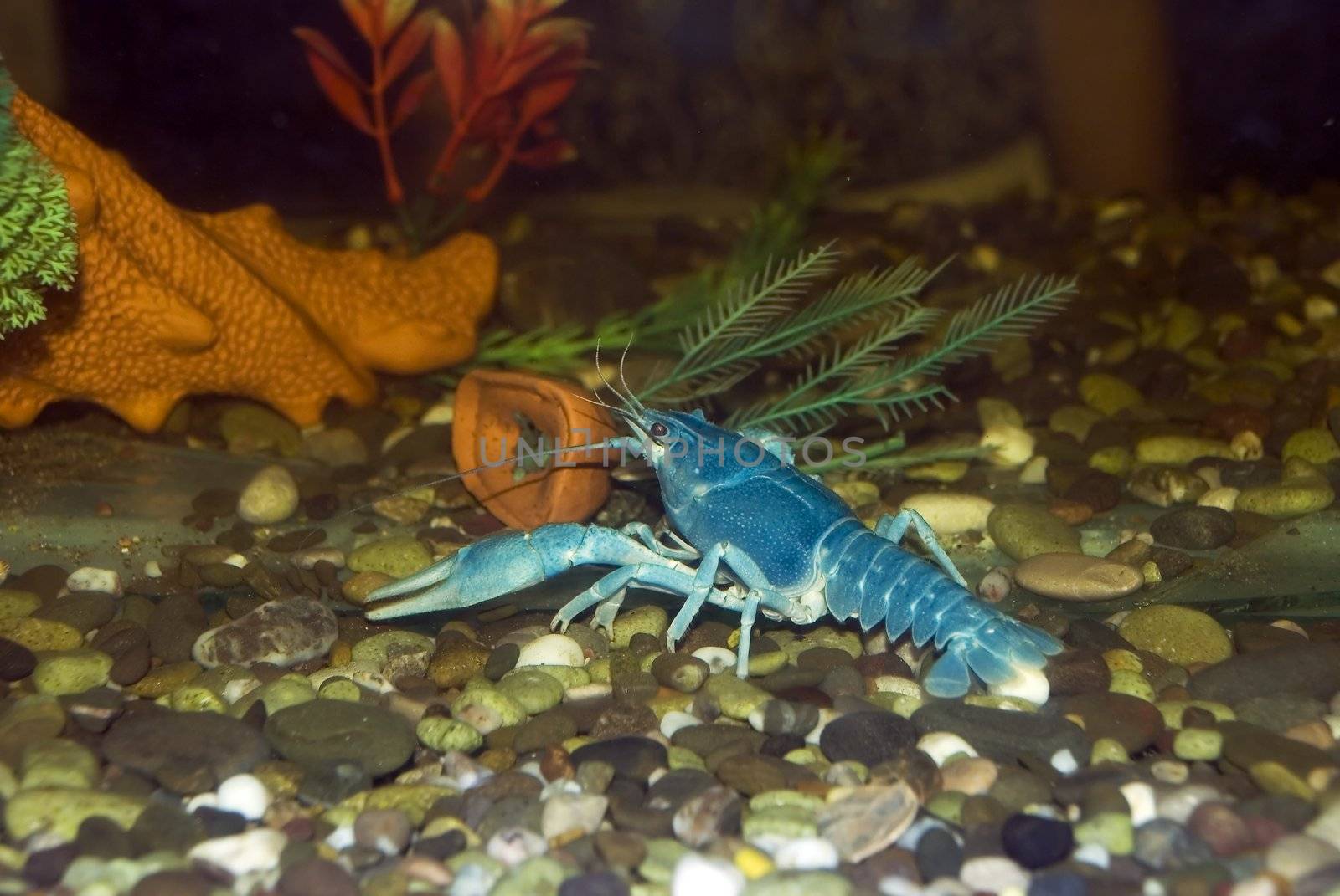 Blue crayfish. The crayfish of blue color - lives in the black sea
