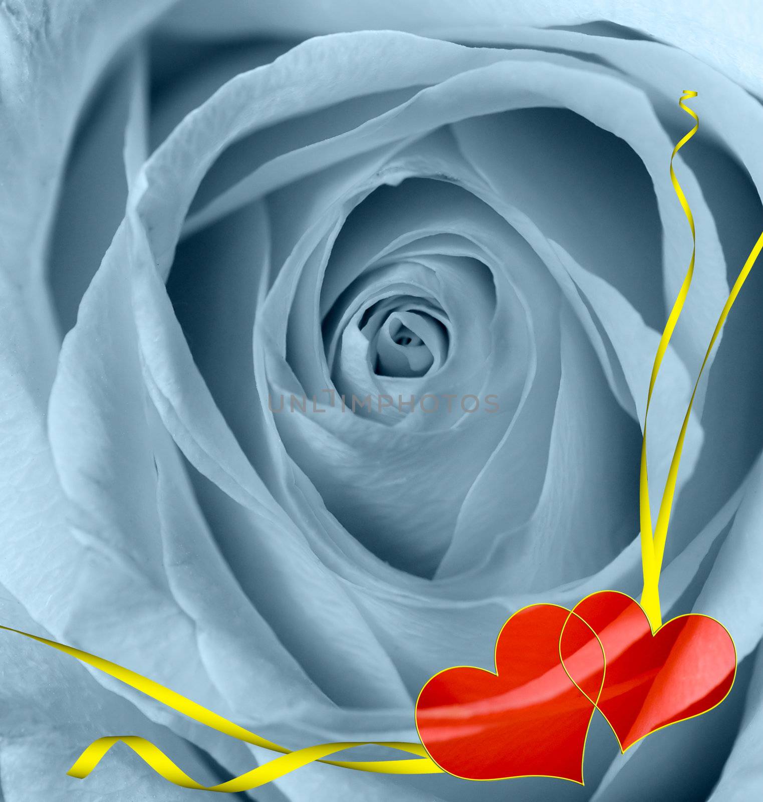 cold rose. With two hearts and yellow tapes. A congratulatory card