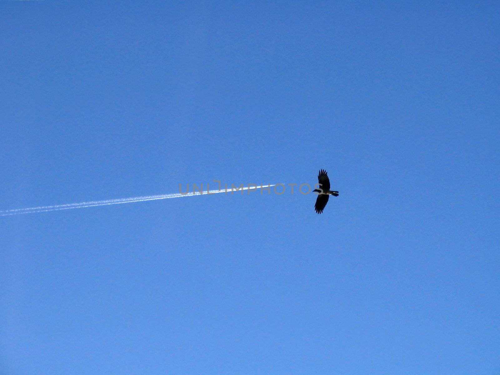 Crow and plane in sky