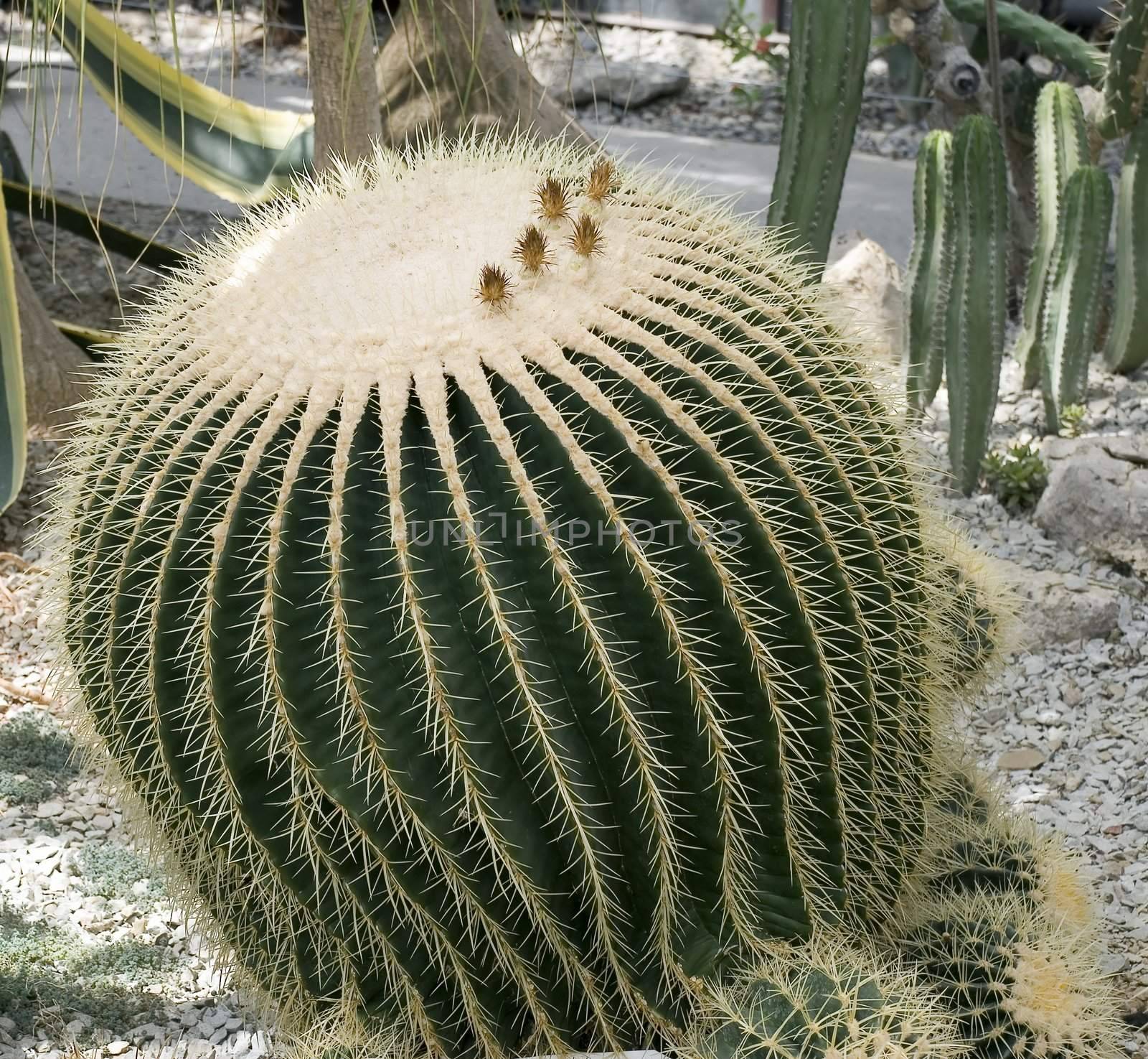 Exotic cactus (Nikitskiy a botanical garden of peninsula Crimea)