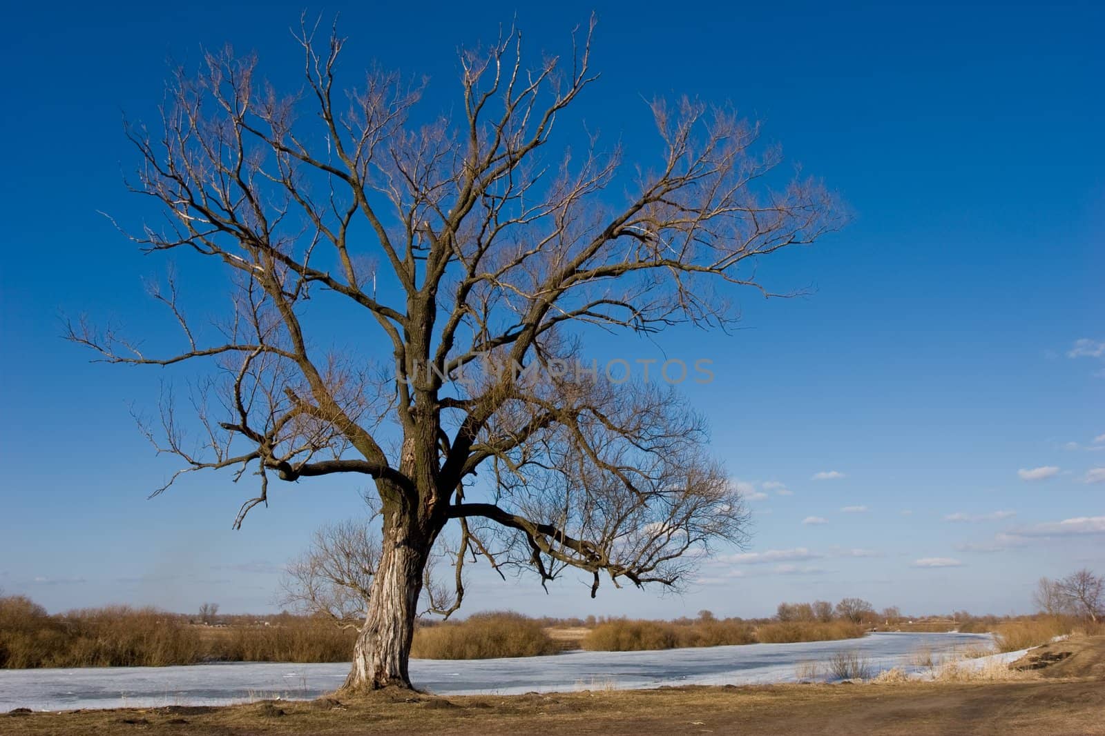 view series: rural early spring landscape with tree