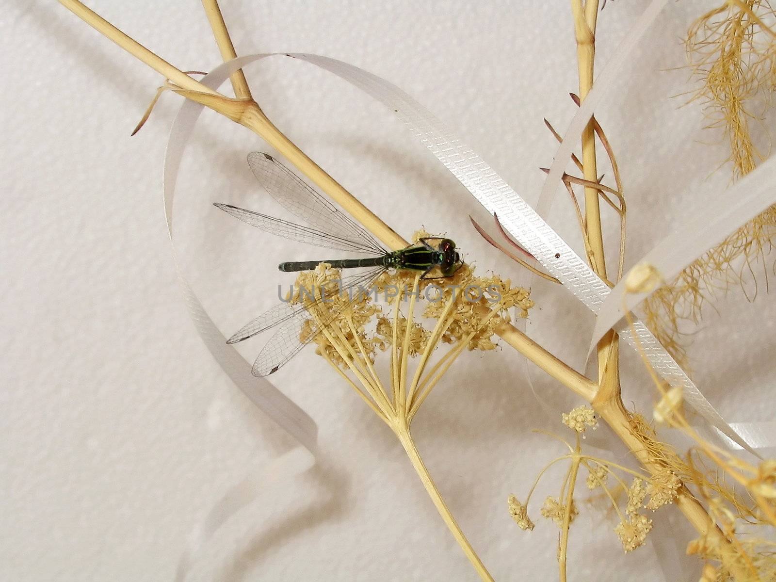 Festive dragonfly 3 by ichip