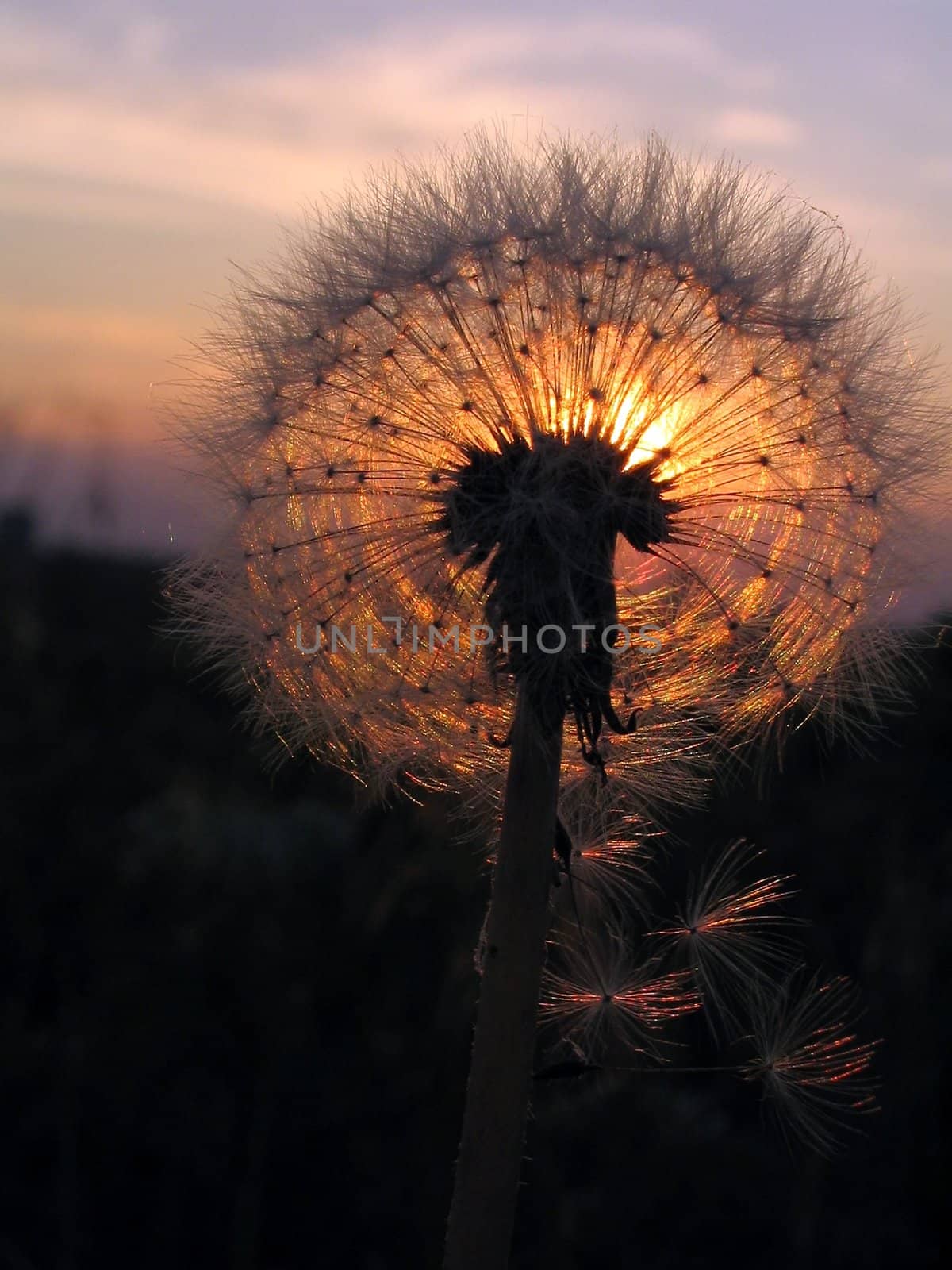 Dandelion on sundown sun