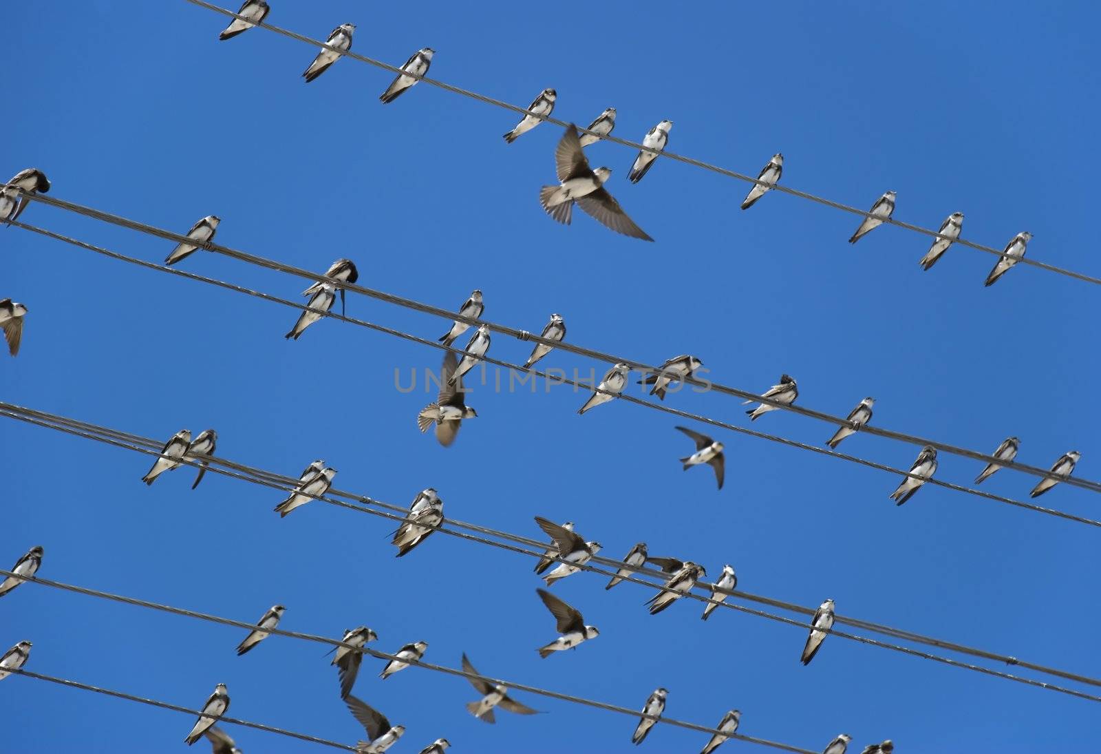 Birds (martlet) sitting on electric wires