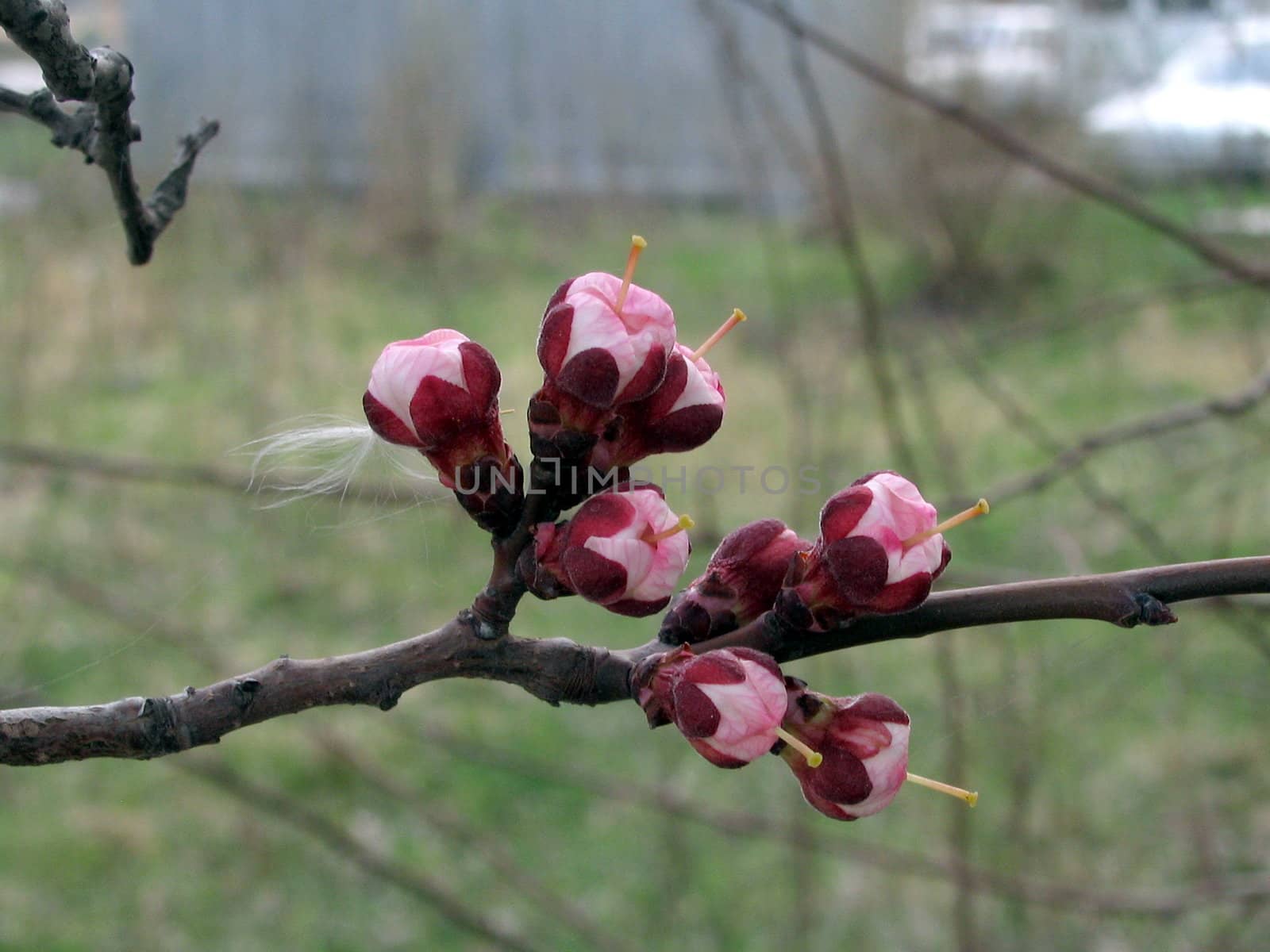 The Flowering branch of the apricot