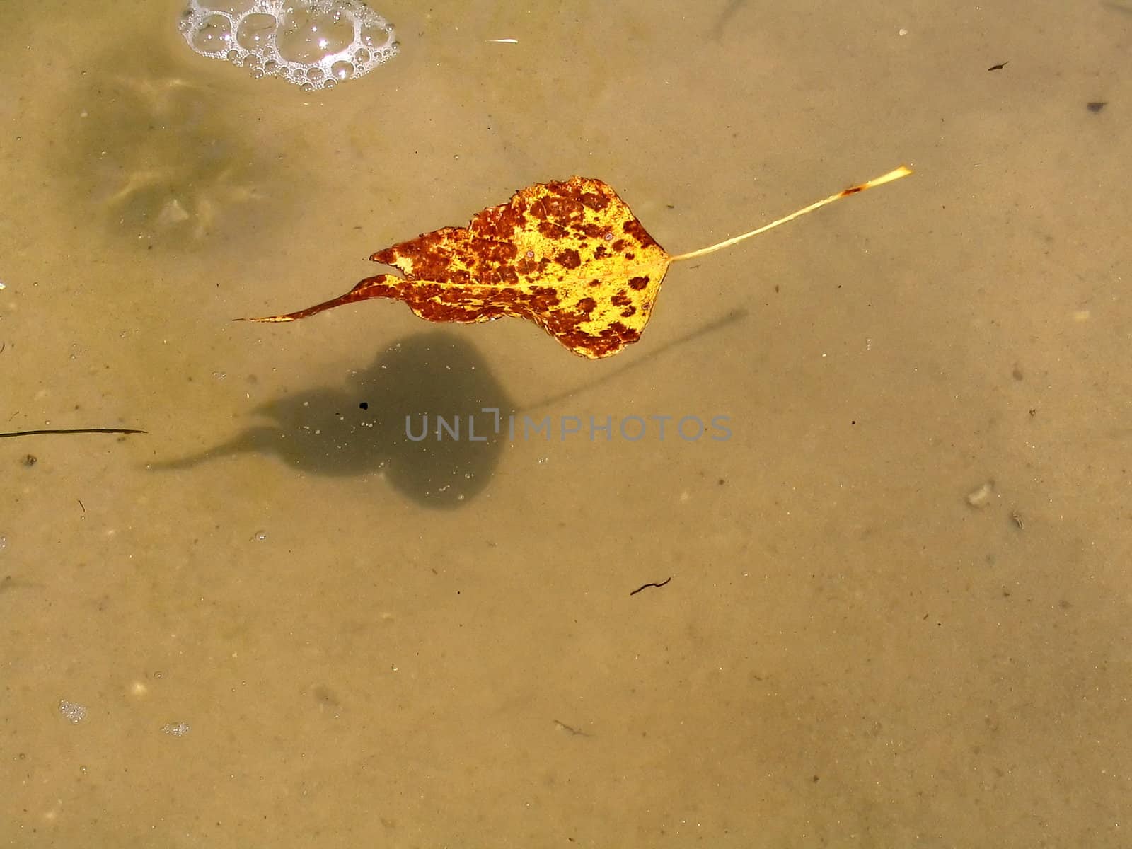 Autumn leaf floating in river
