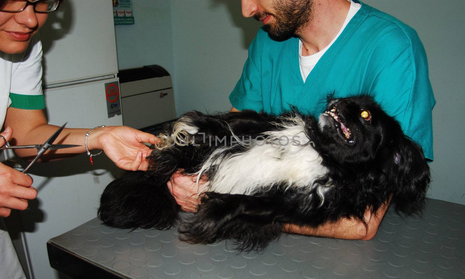 vet cutting nails to a small dog no happy