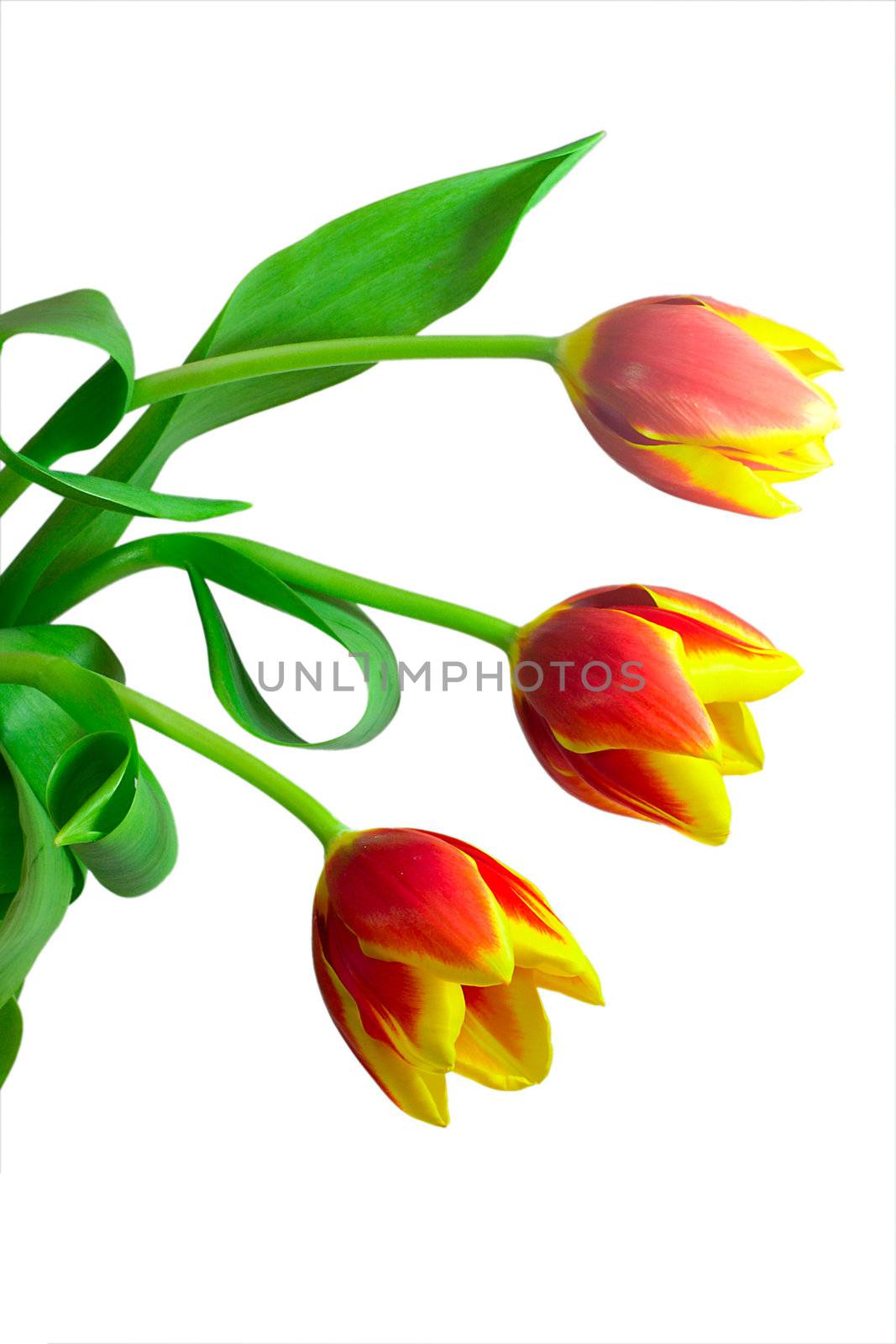 close-up bunch of three tulips, isolated on white