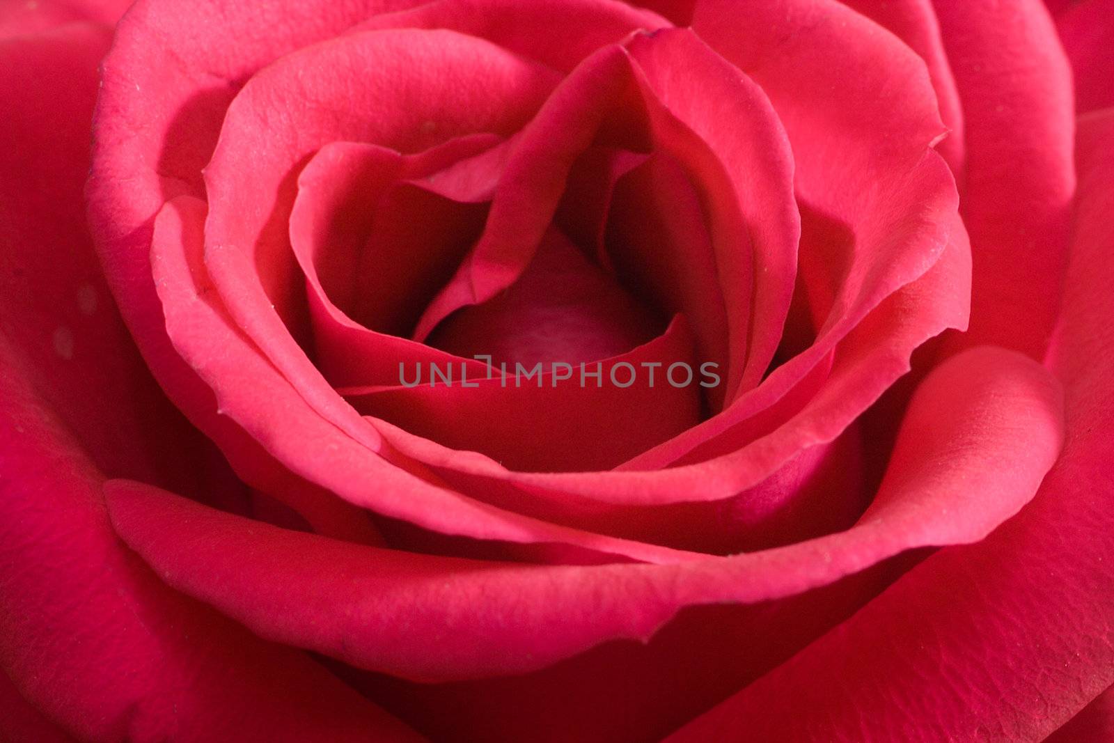 close-up pink rose by Alekcey