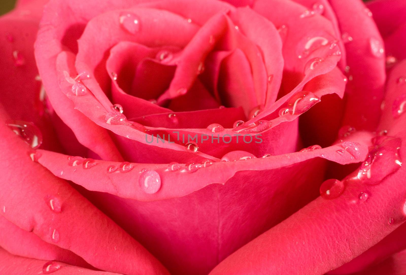 close-up pink rose with water drops, macro shot