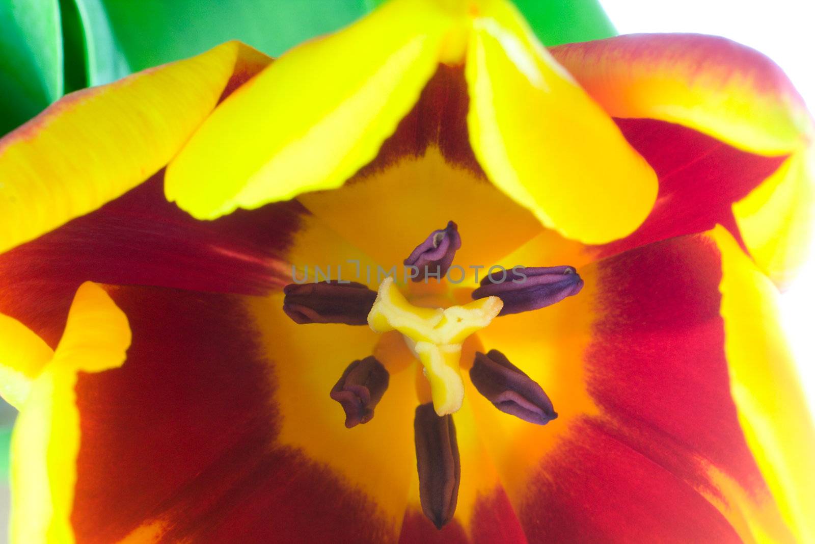 red-yellow tulip, macro shot