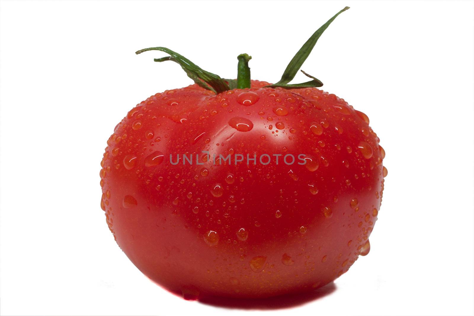 close-up whole tomato with waterdrops, isolated on white