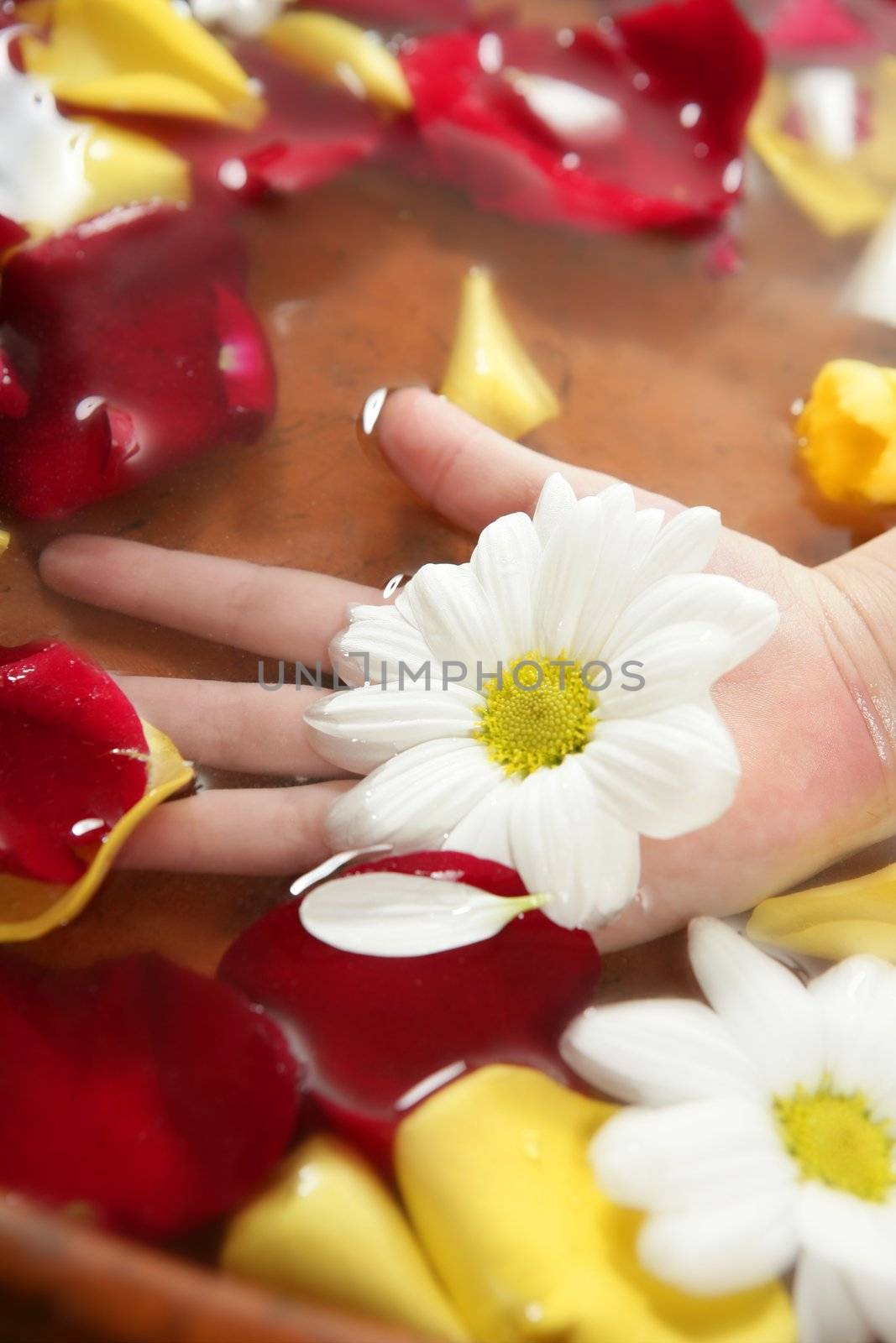 Aromatherapy children hand bath, rose petal, daisy flower