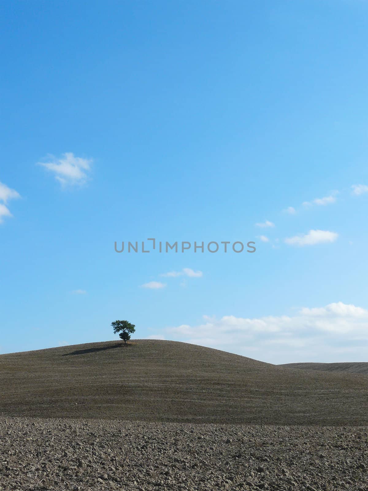 Typical Tuscany landscape with a lonely tree and rolling hills in autumn in Val d�Orcia, Italy.