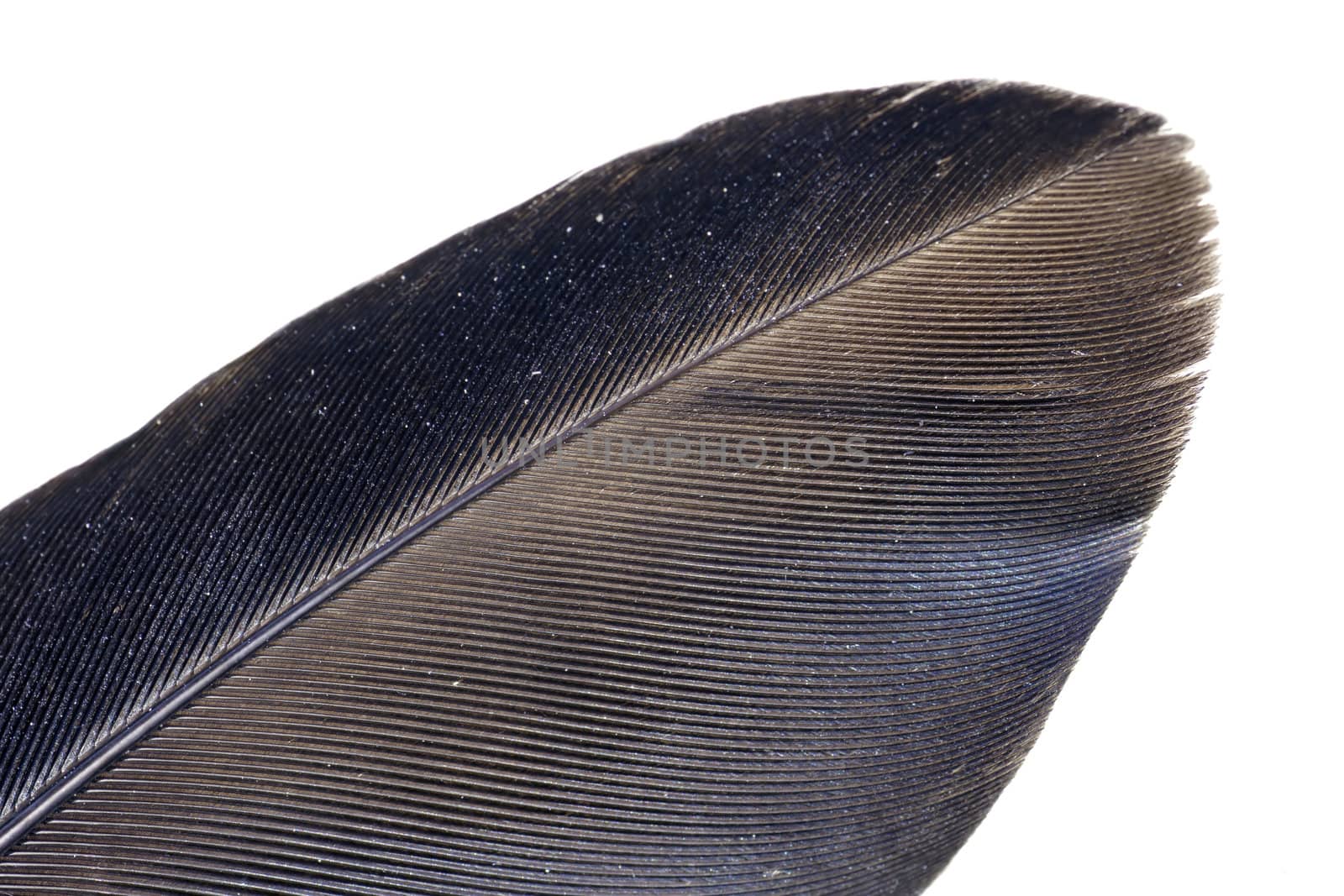 Very detailed macro of a crow's feather with barbs and barbules clearly visible, oil on feather refracts spectrum on part of it.