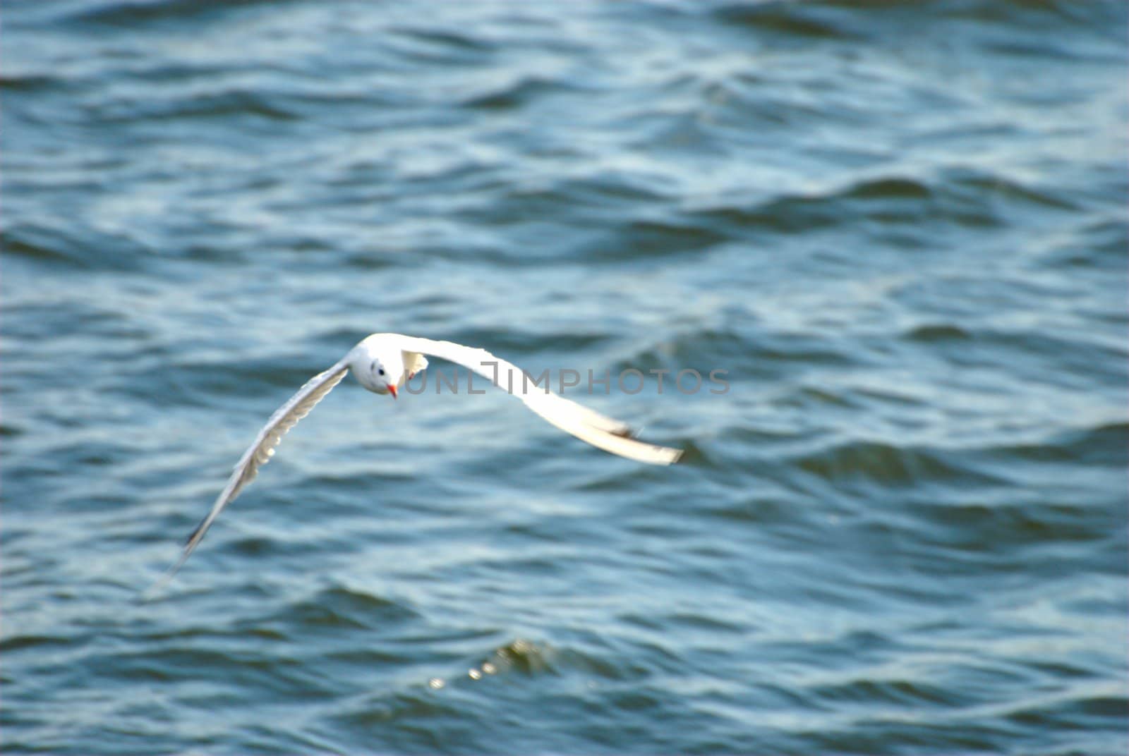 Seagull flies over river.