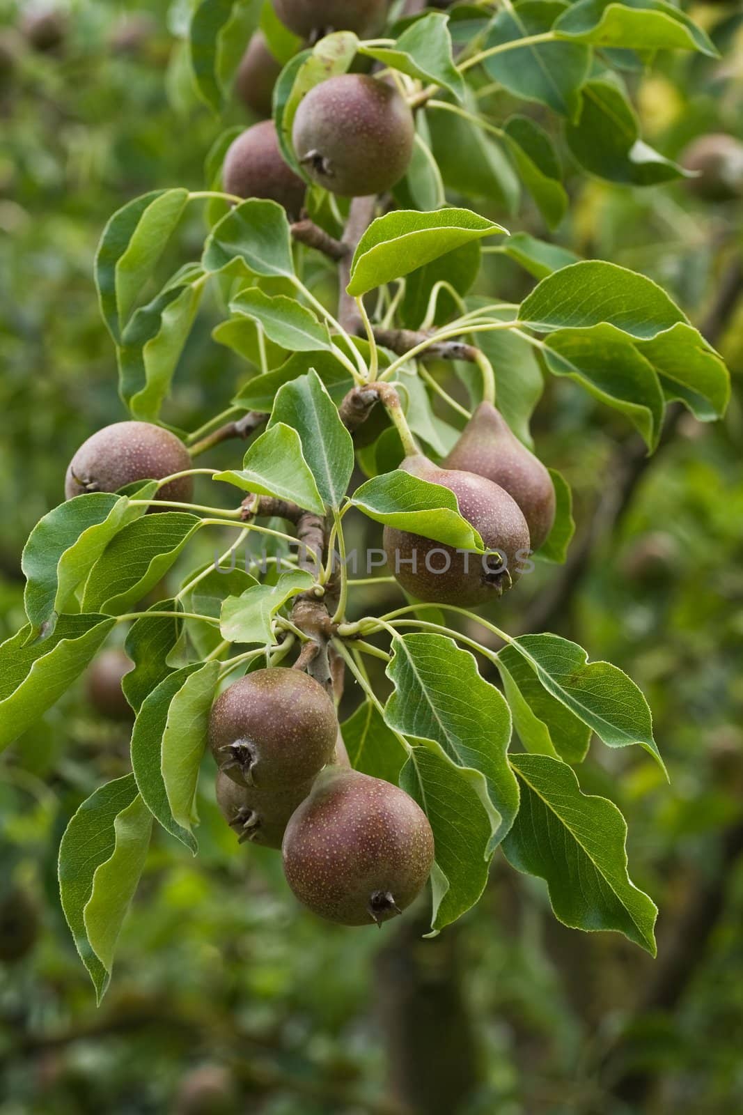 Pears growing on a tree in summer by Colette