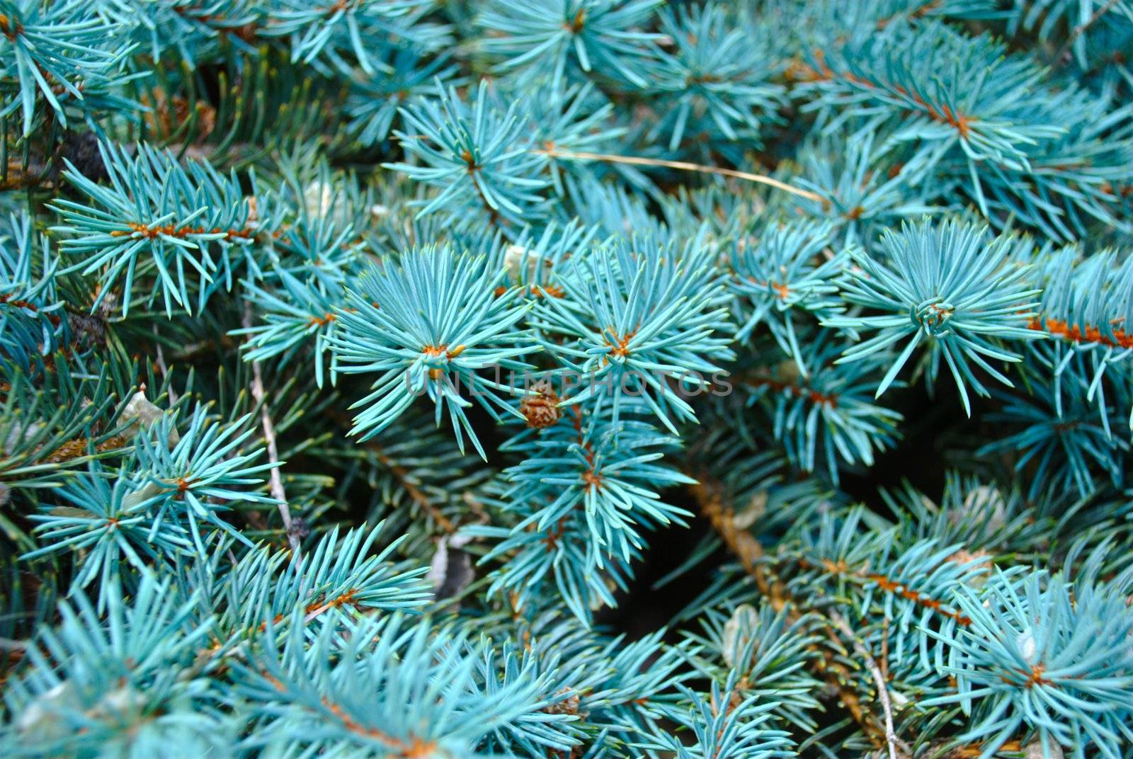 Blue spruce by Light