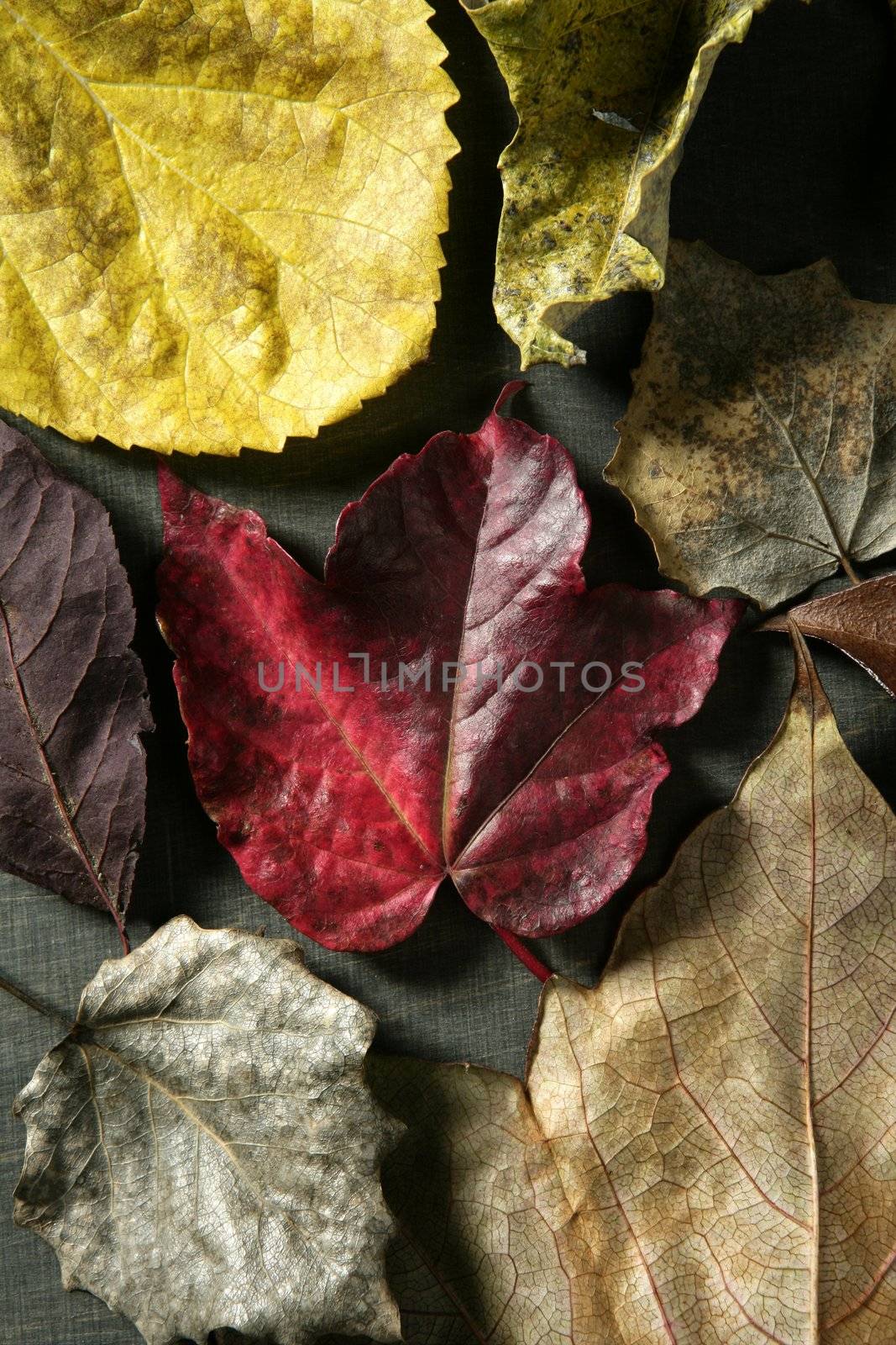 Leaves still of autumn leaves, dark wood background, fall classic images by lunamarina