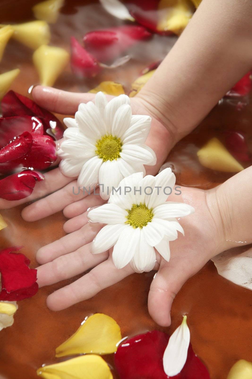 Aromatherapy children hand bath, rose petal, daisy flower