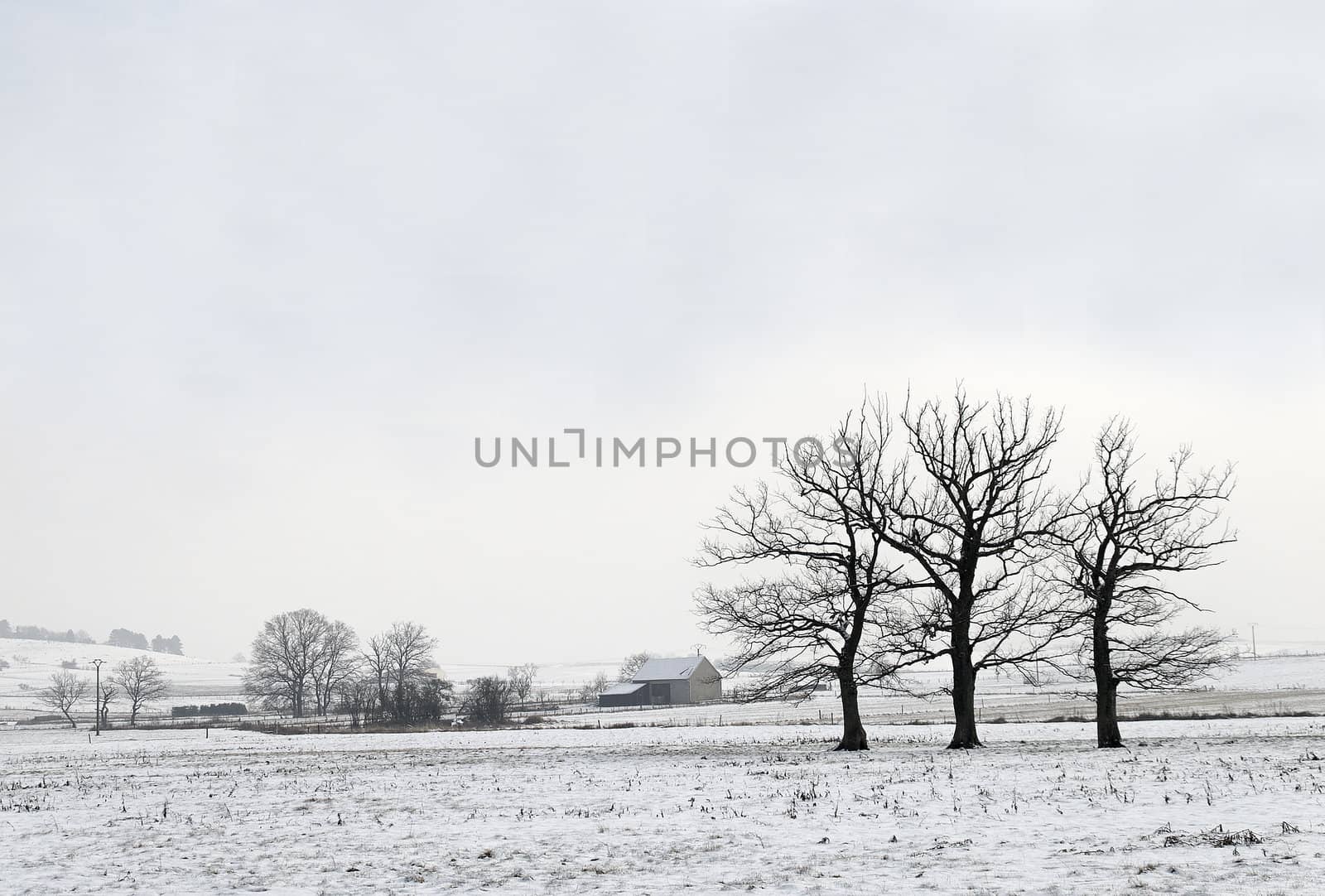 three trees in the wintertime