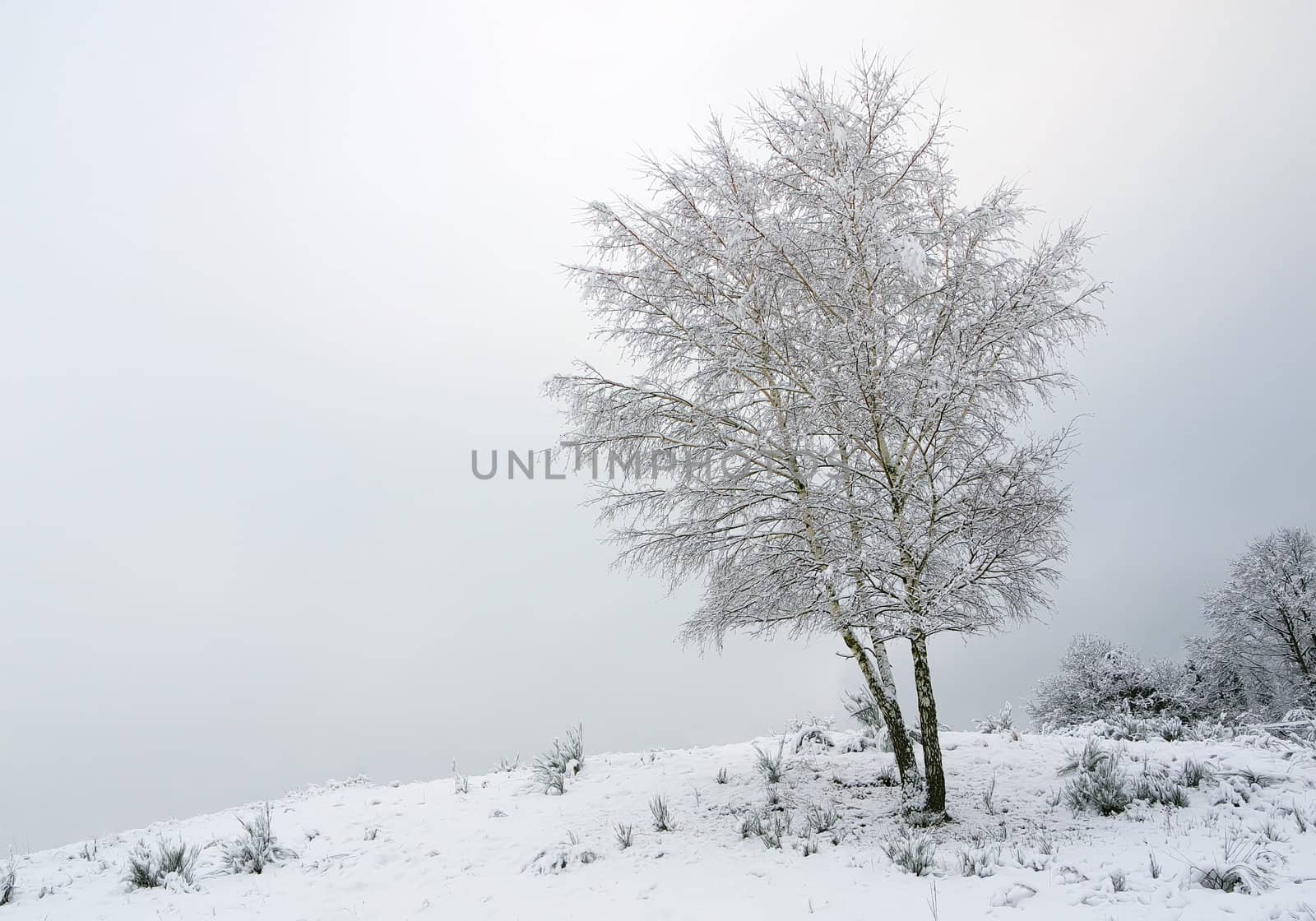 an isolated tree covered with snow