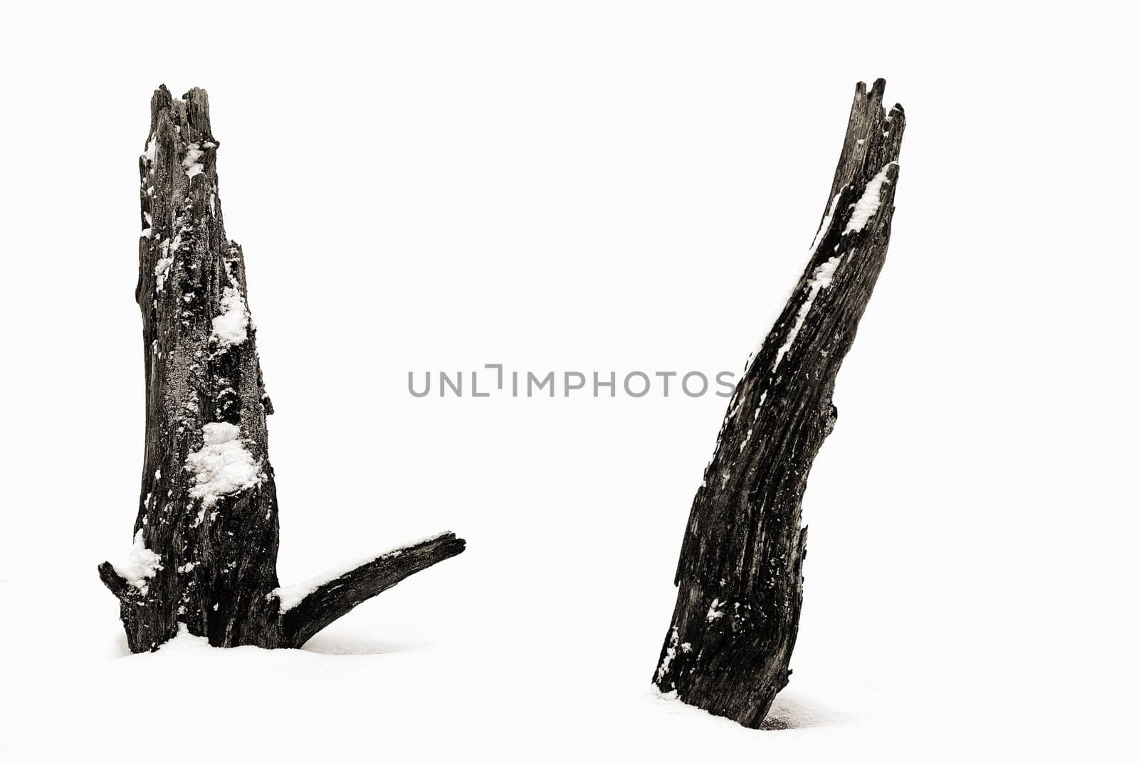 Dead wood by gufoto