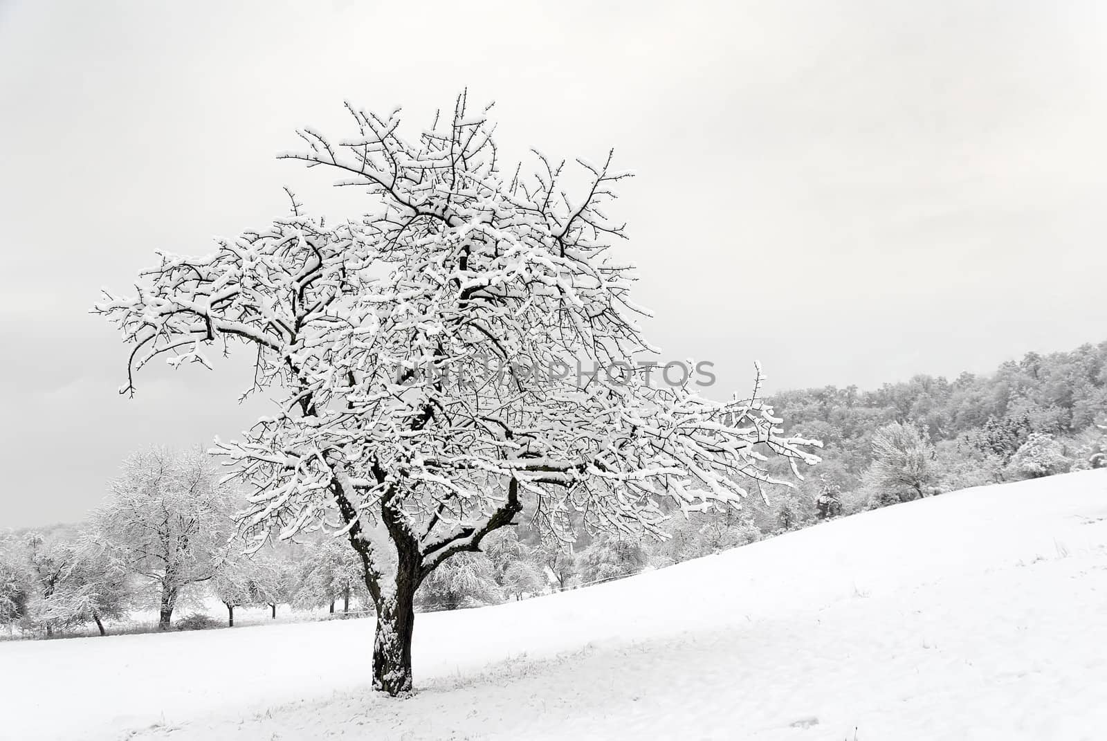 winter landscape