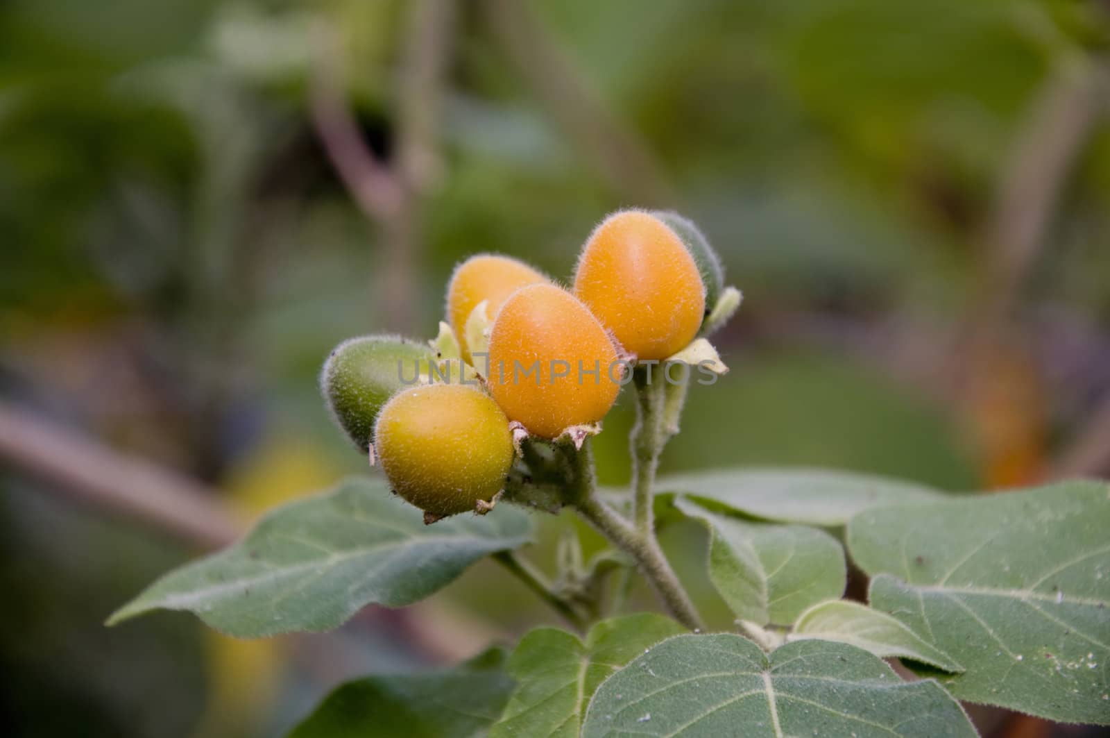 brazilian velvet peach