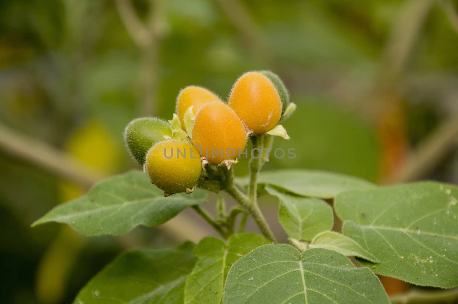 brazilian velvet peach