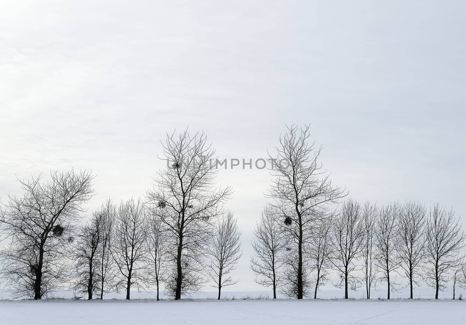 trees in winter by gufoto