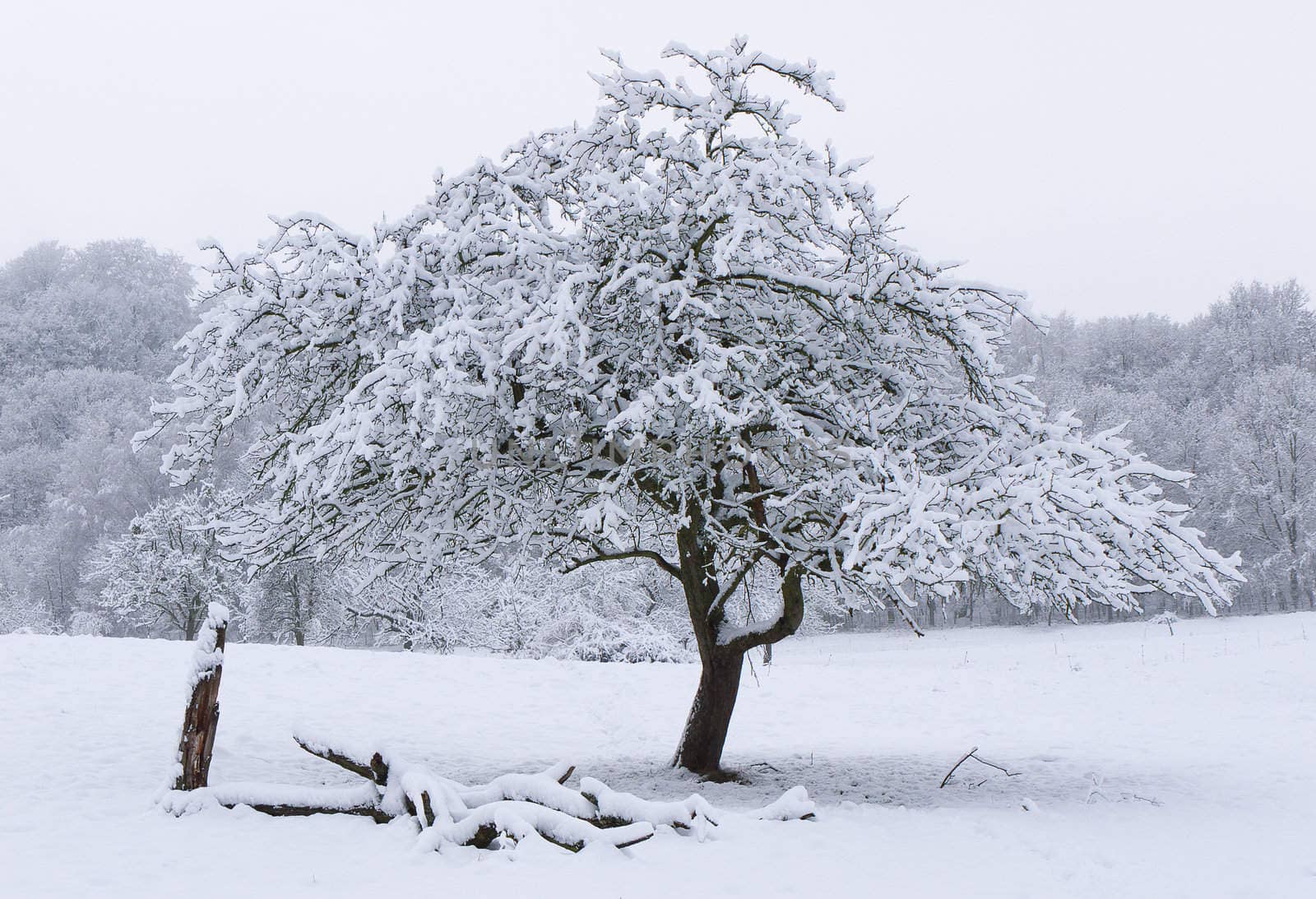 a snowy landscape