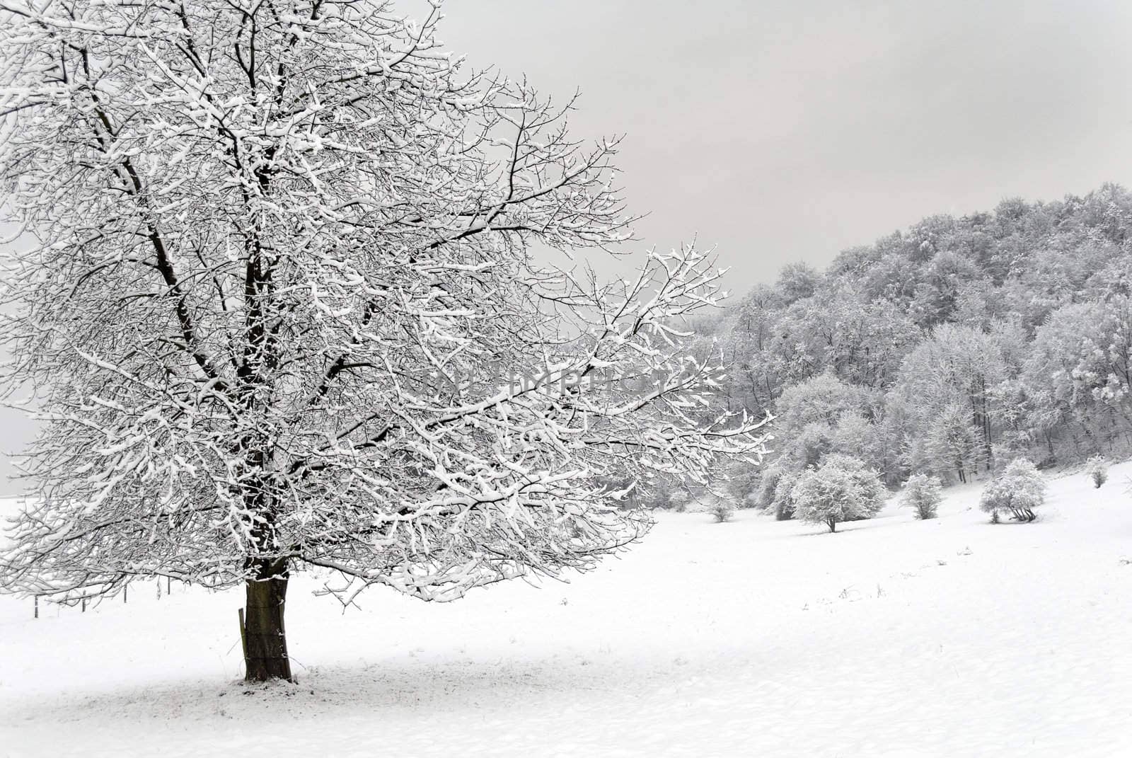 winter landscape by gufoto