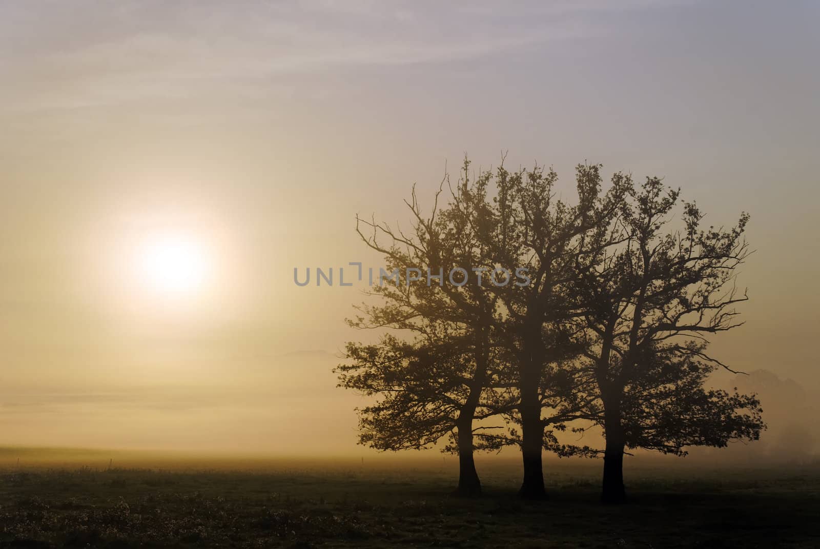 trees by gufoto