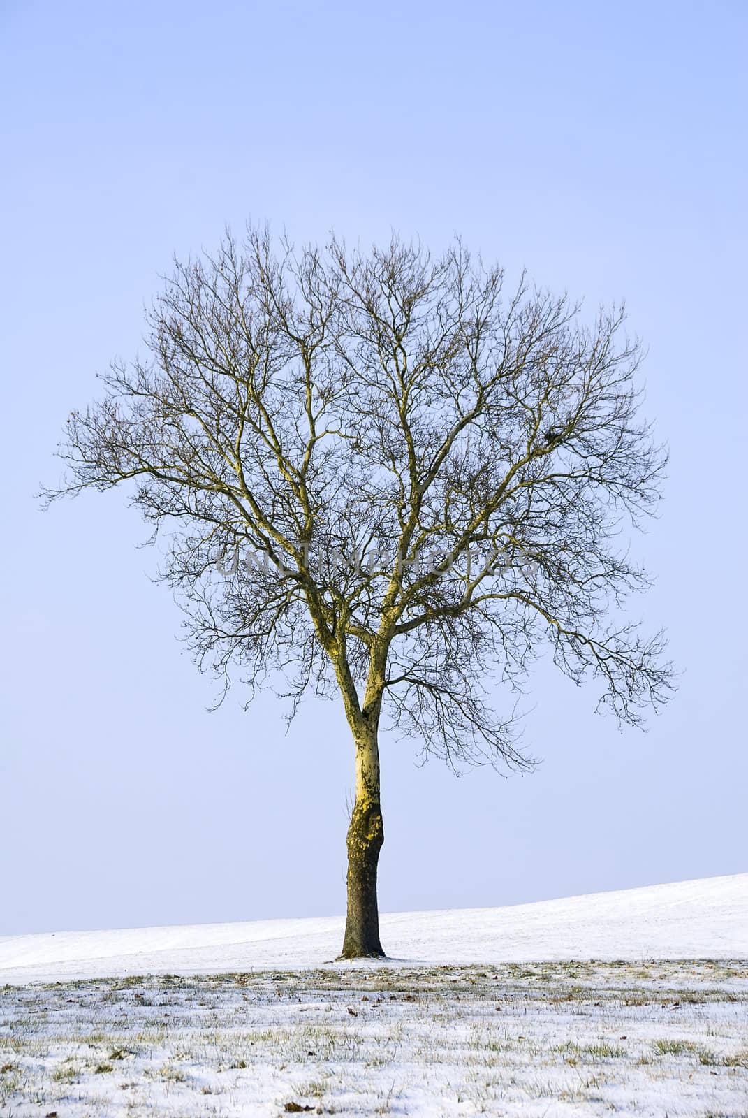 an isolated tree in snowy landscape