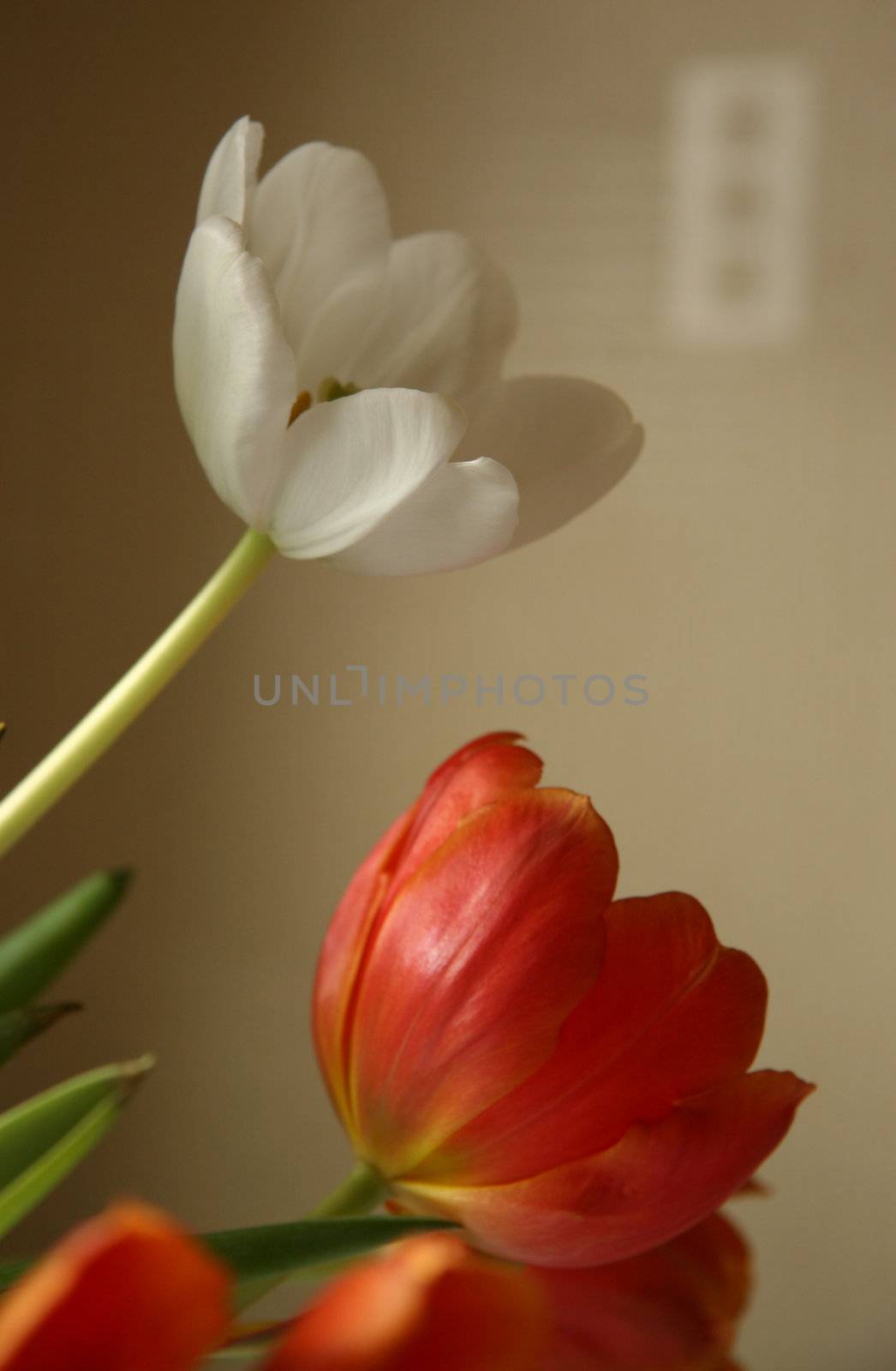 tulips in the springtime taken in natural light