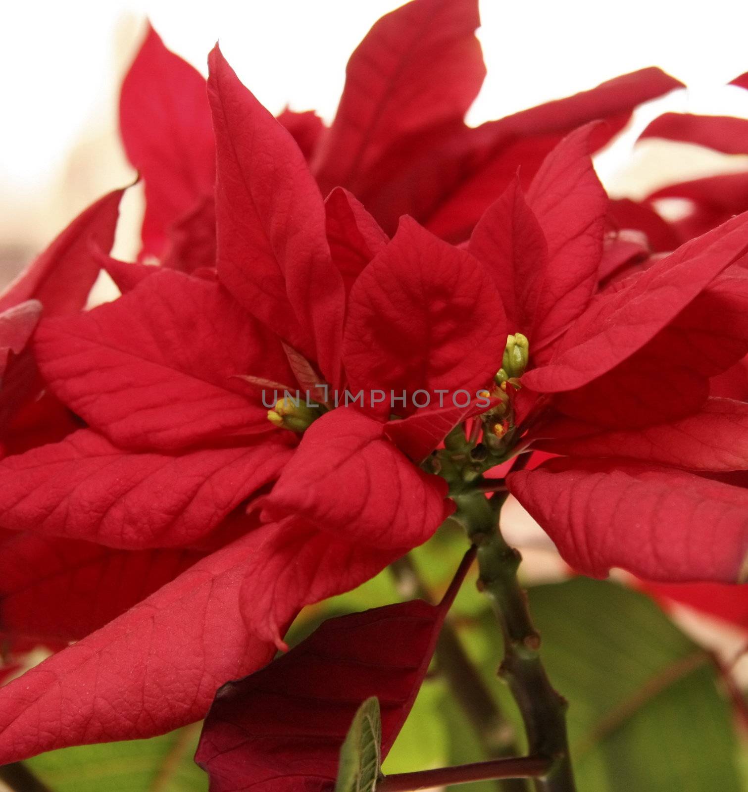 red poinsettia by leafy