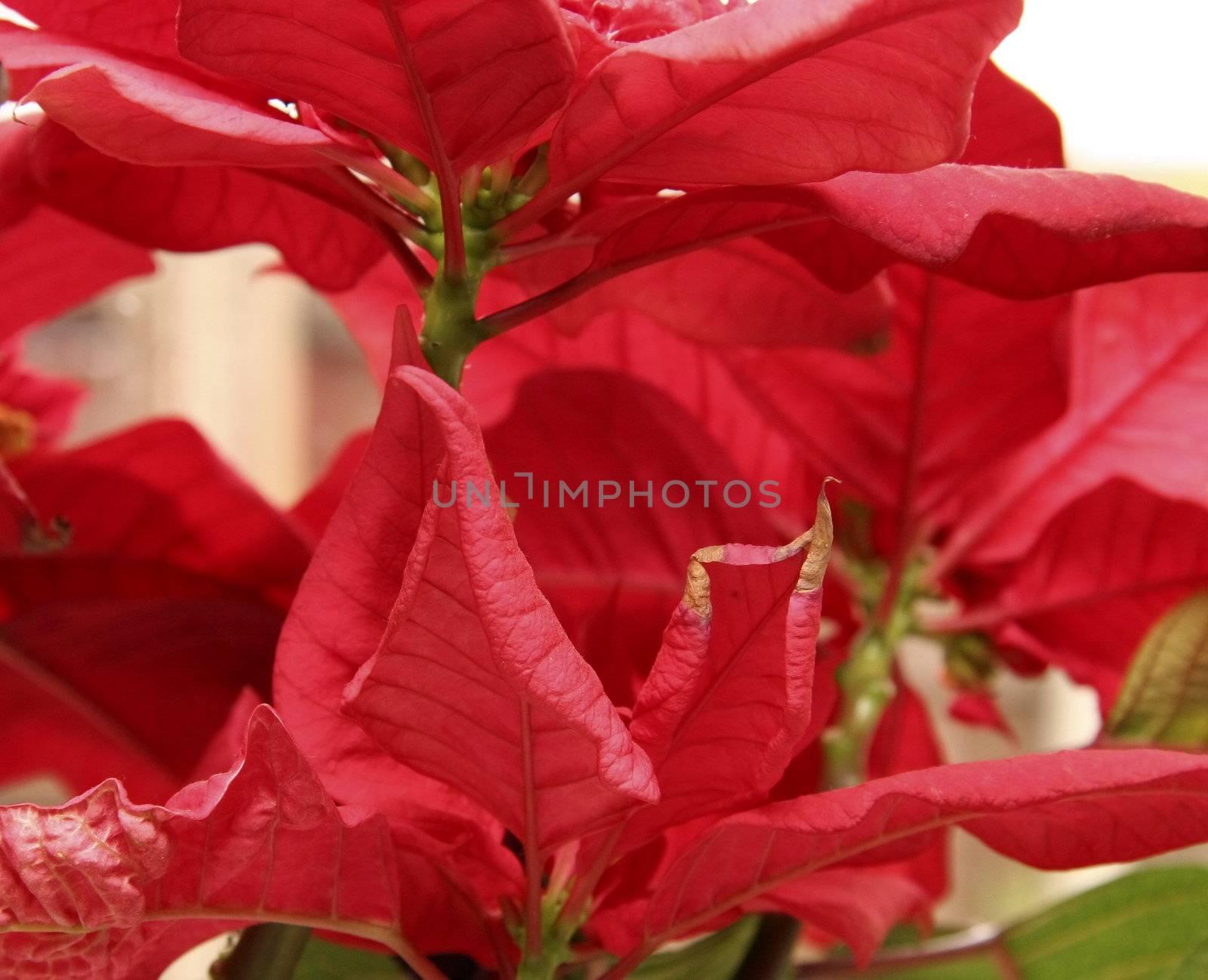 red flowerhead of the poinsettia plant a christmas decoration
