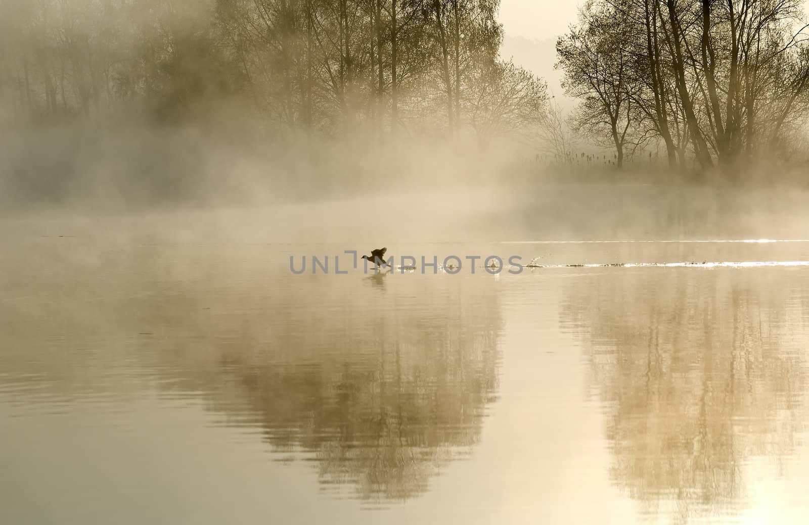 Misty Landscape by gufoto